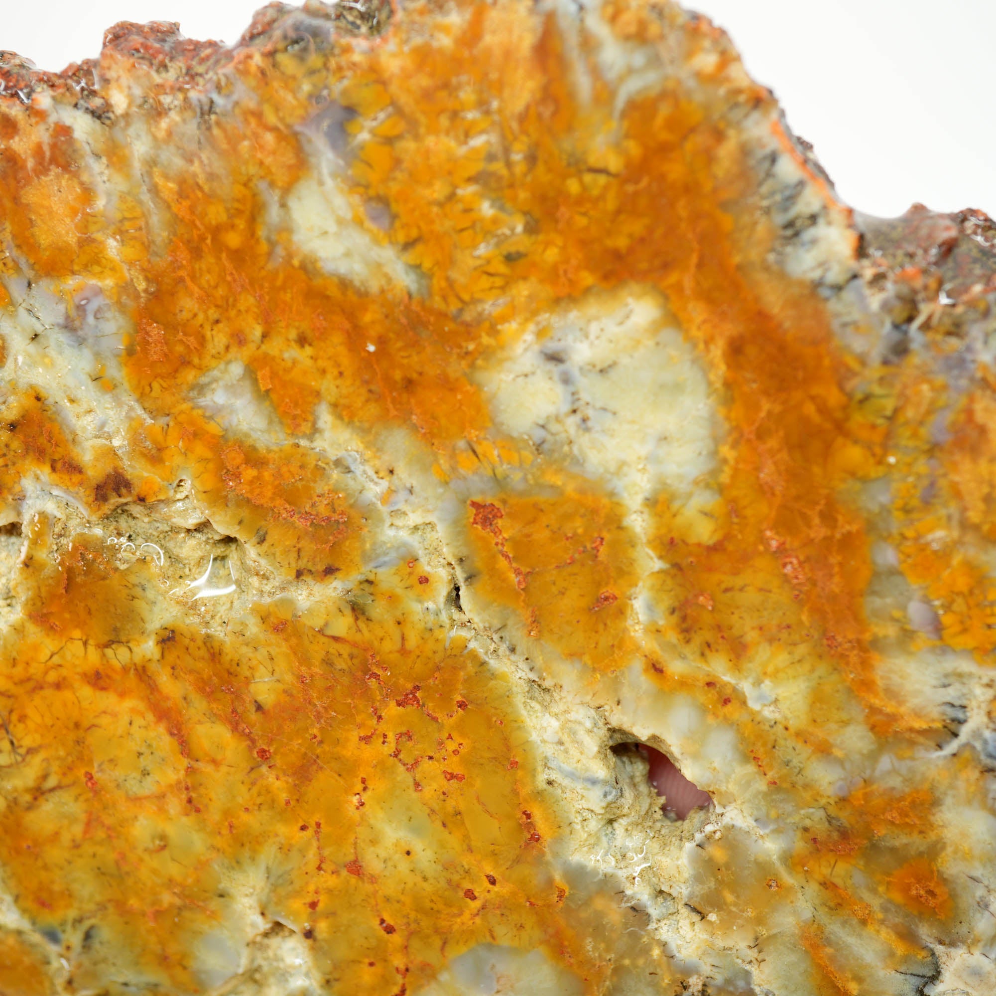 Rhino Coprolite Slab - Intricate Pattern with Hollow Voids Ultra Rare
