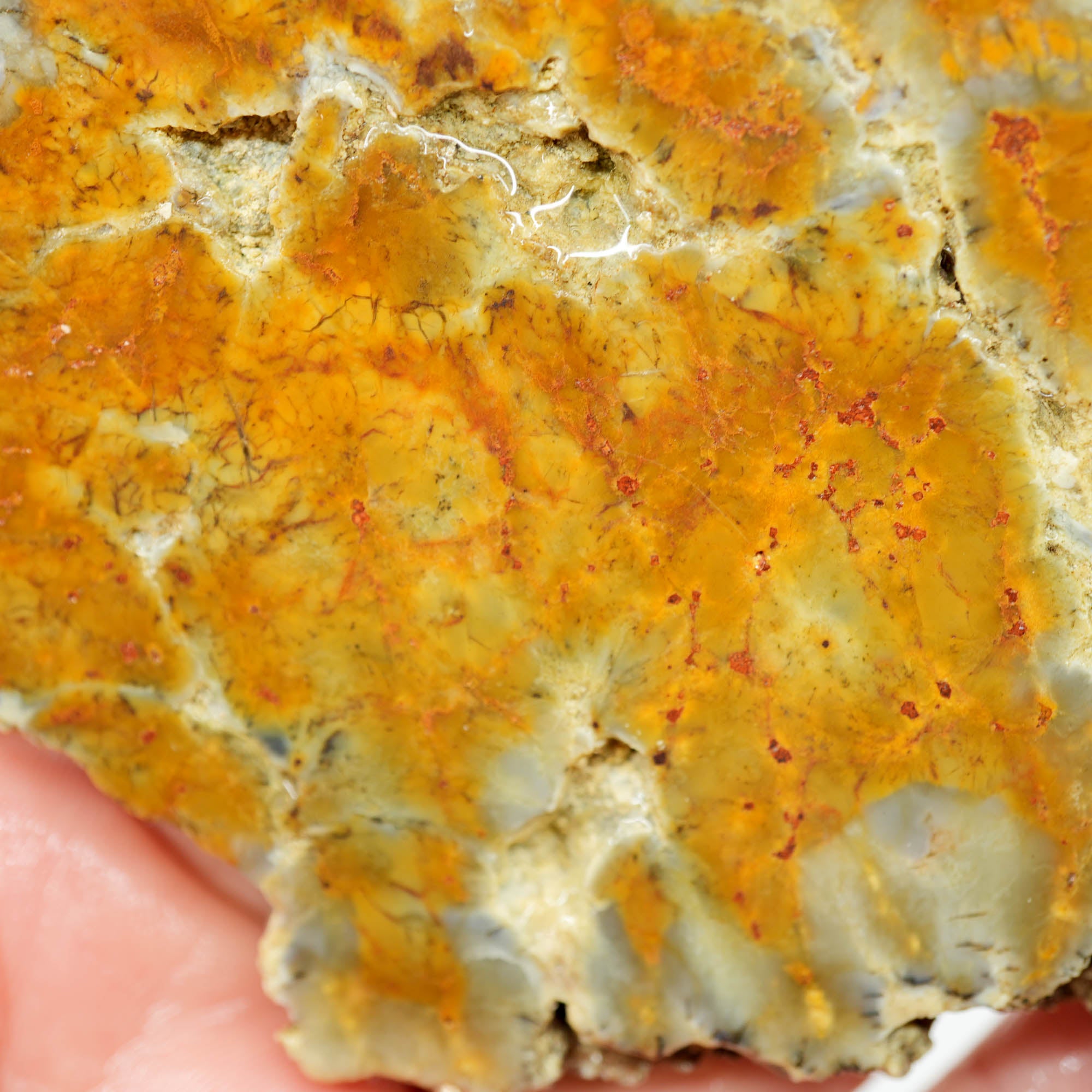 Rhino Coprolite Slab - Intricate Pattern with Hollow Voids Ultra Rare