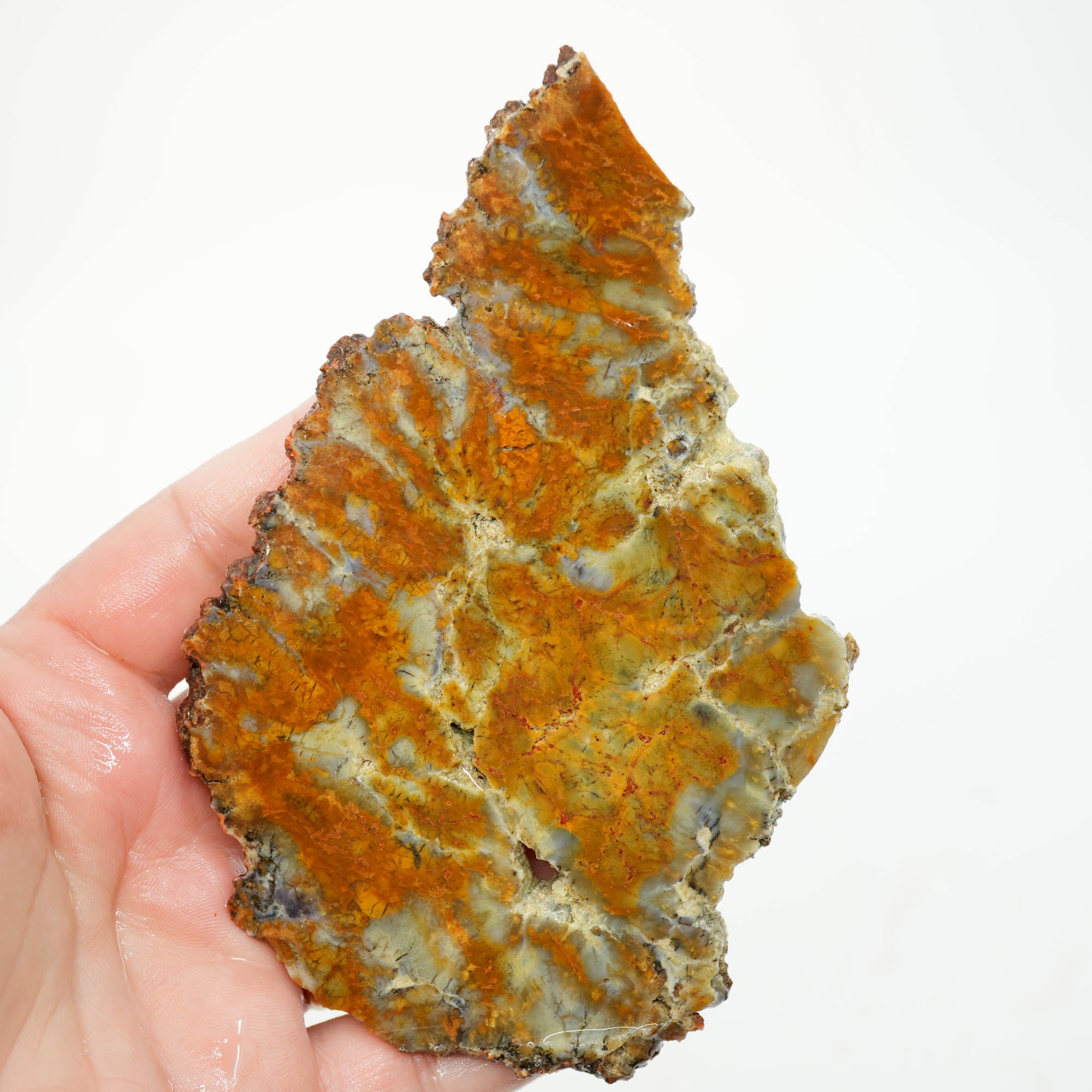 Rhino Coprolite Slab - Intricate Pattern with Hollow Voids Ultra Rare
