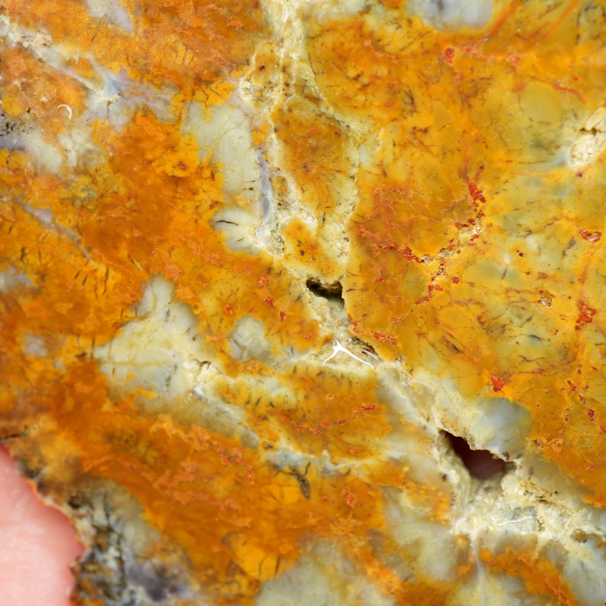 Rhino Coprolite Slab - Intricate Pattern with Hollow Voids Ultra Rare