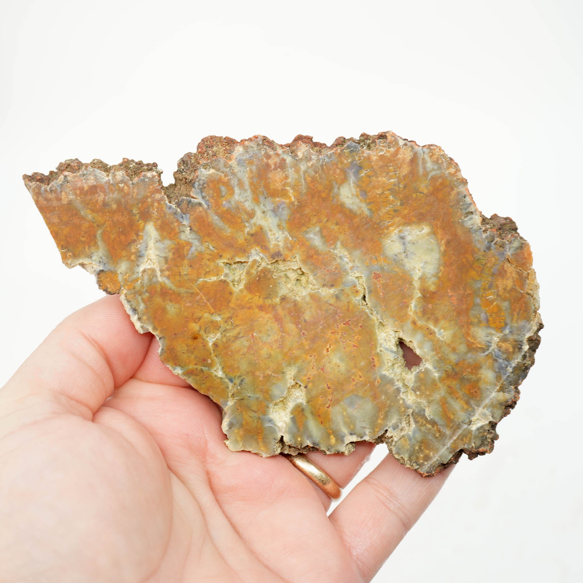 Rhino Coprolite Slab - Intricate Pattern with Hollow Voids Ultra Rare