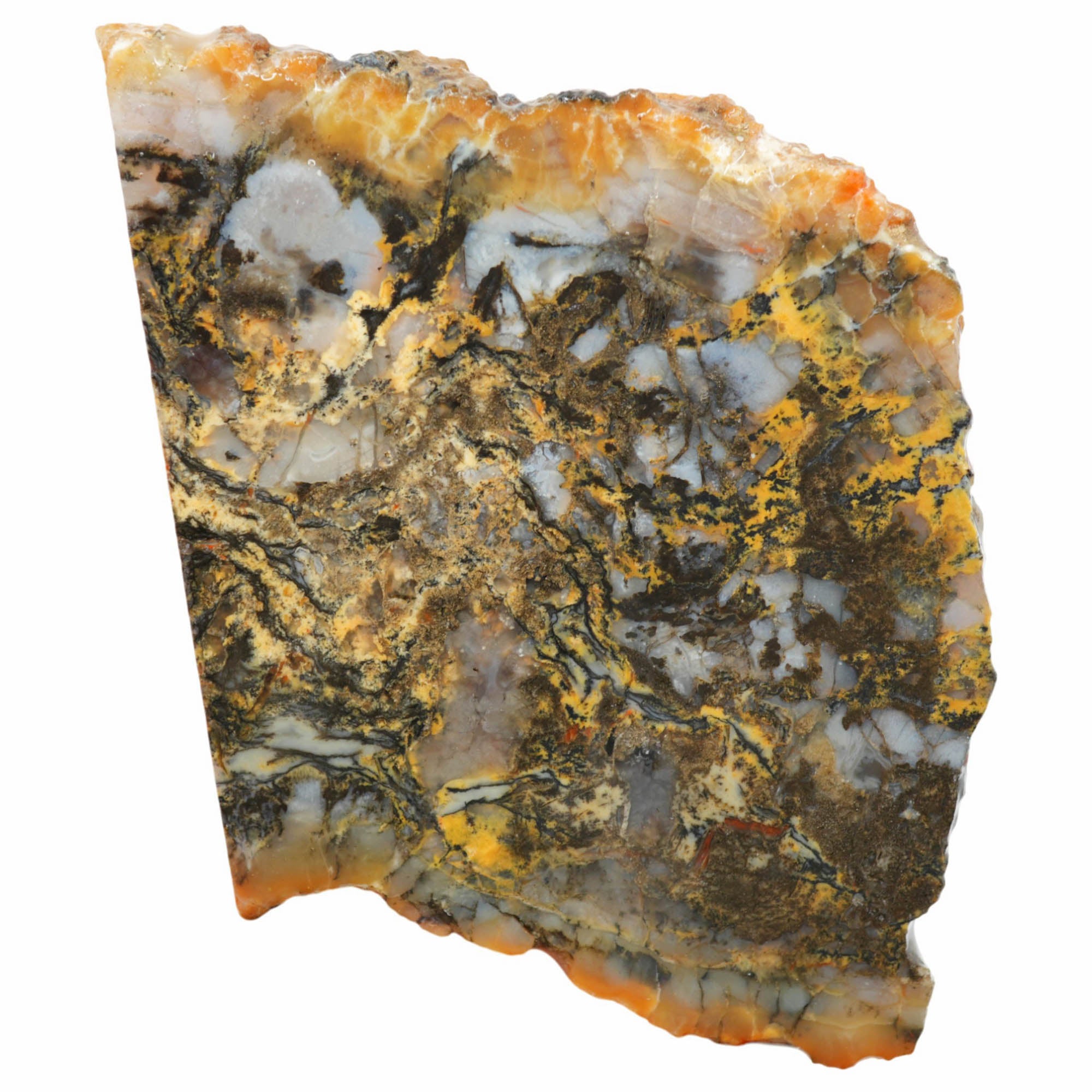 Dinosaur Coprolite Slab - Blue-Black with Gold High-Grade