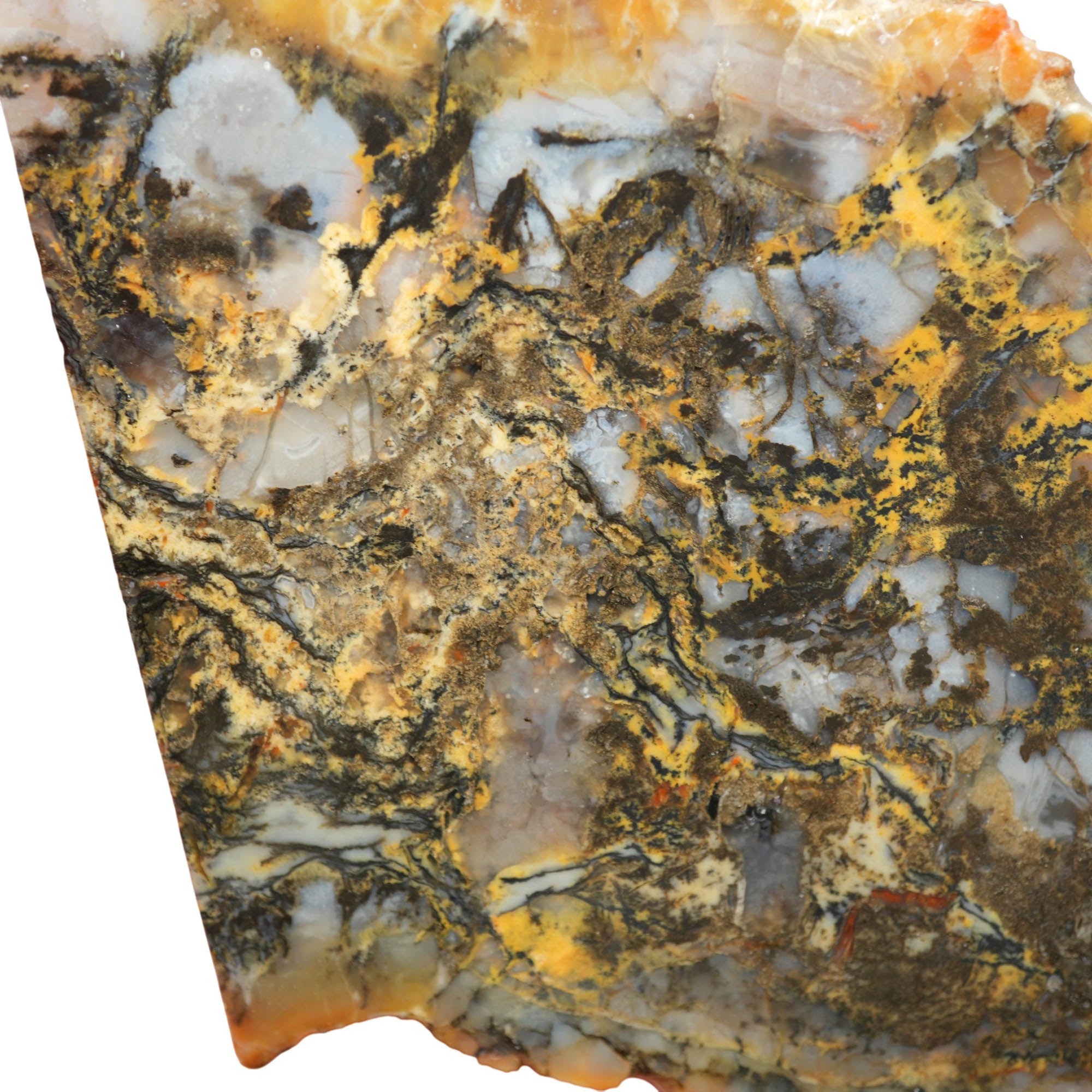 Dinosaur Coprolite Slab - Blue-Black with Gold High-Grade