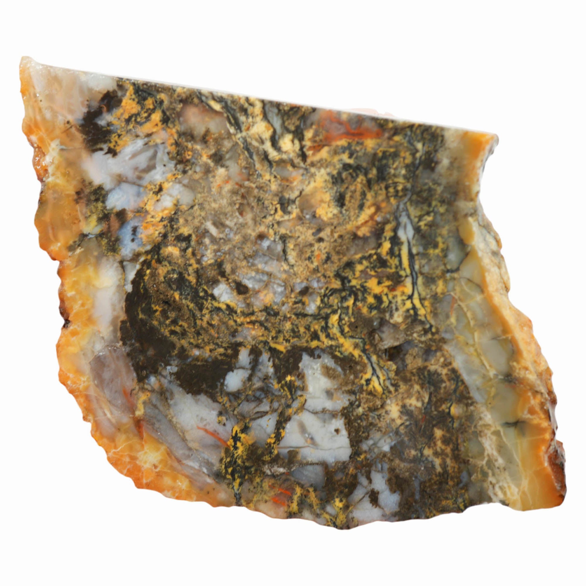Dinosaur Coprolite Slab - Blue-Black with Gold High-Grade