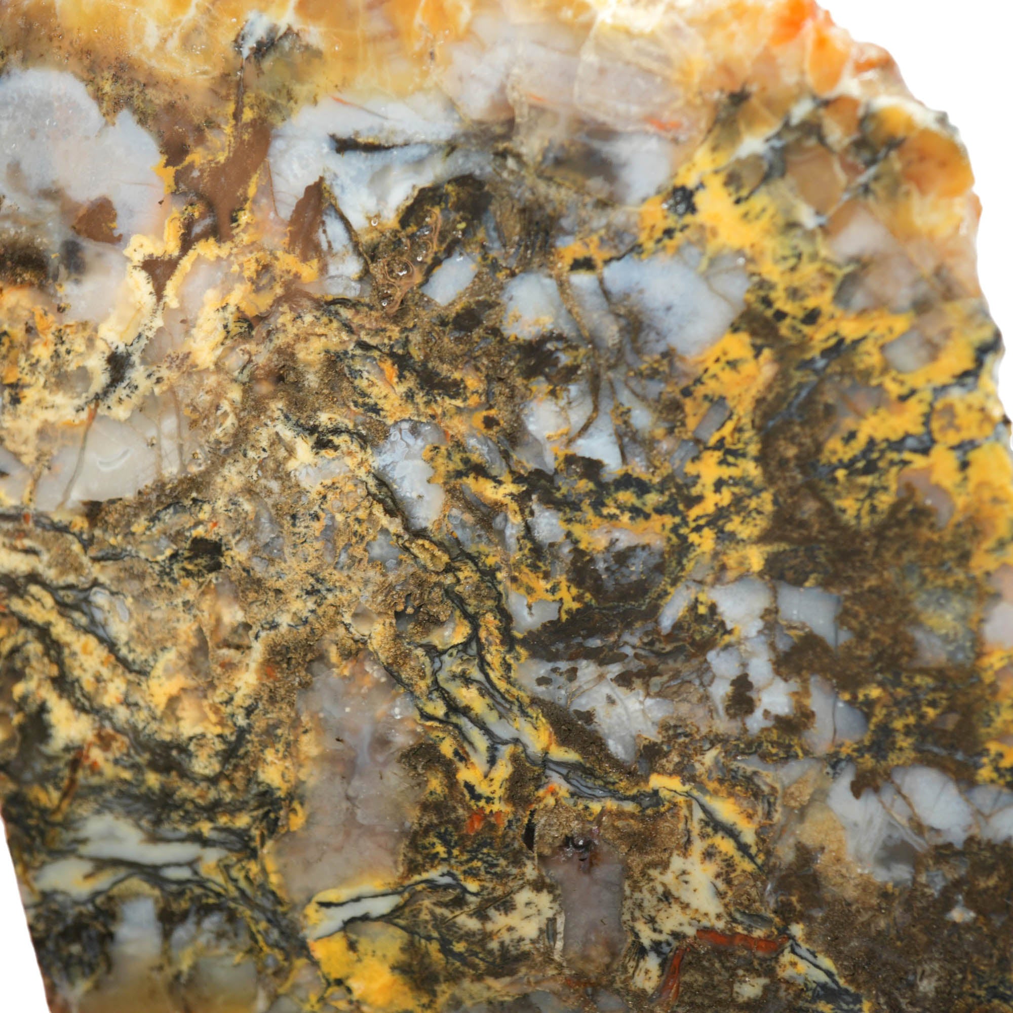 Dinosaur Coprolite Slab - Blue-Black with Gold High-Grade