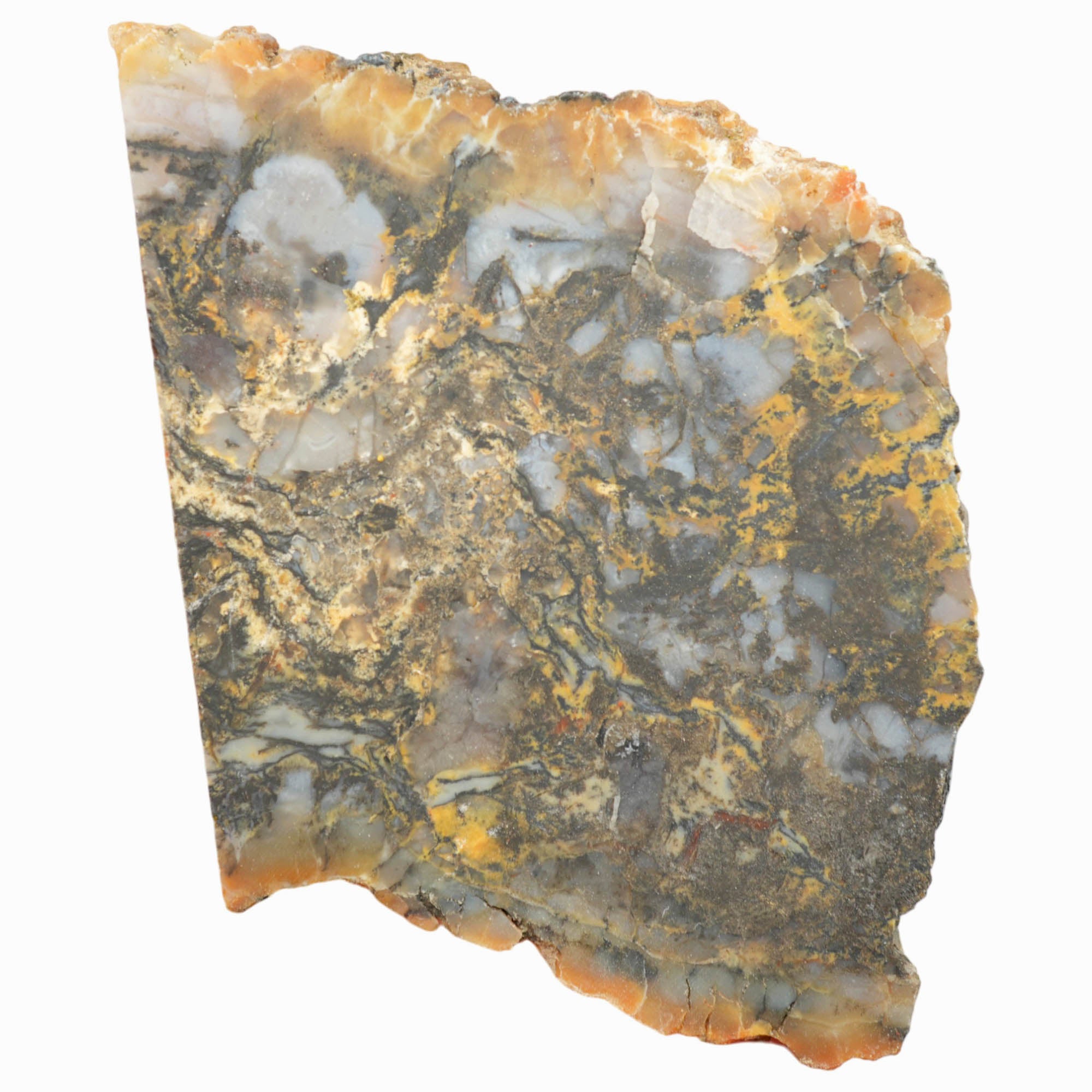 Dinosaur Coprolite Slab - Blue-Black with Gold High-Grade