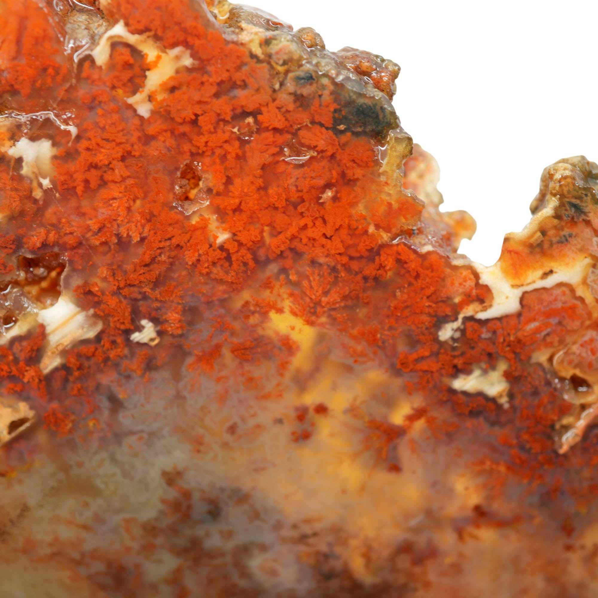 Powell Butte Plume Agate Slab - Neat Plume Old Stock Vintage Tag