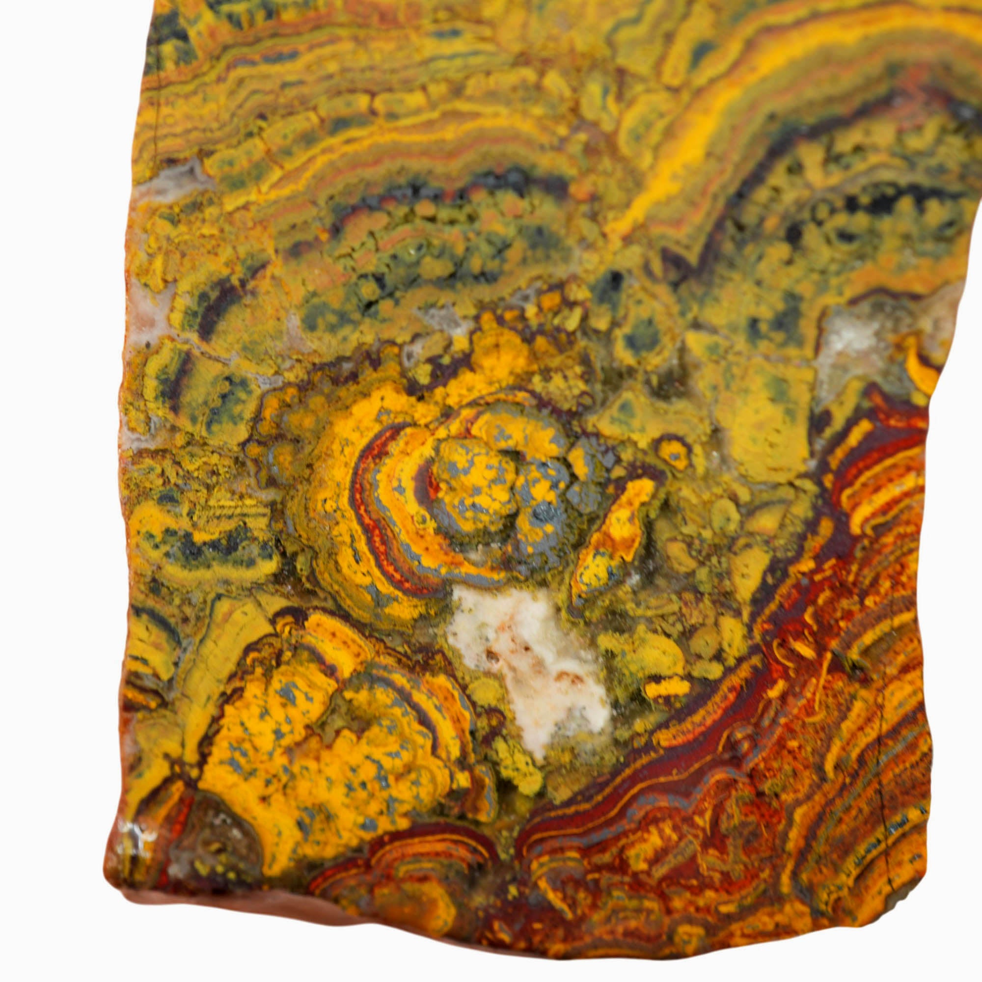 Apple Valley Jasper Slab - Red Waves with Hematite Flowers Stromatolite