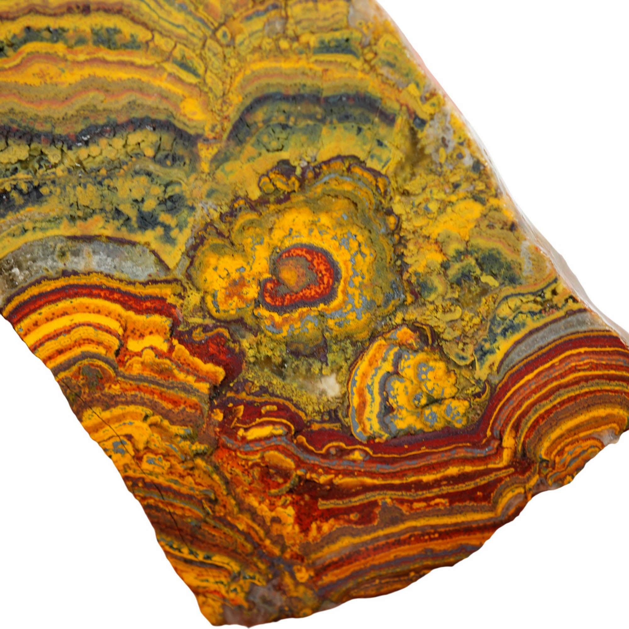 Apple Valley Jasper Slab - Red Waves with Hematite Flowers Stromatolite