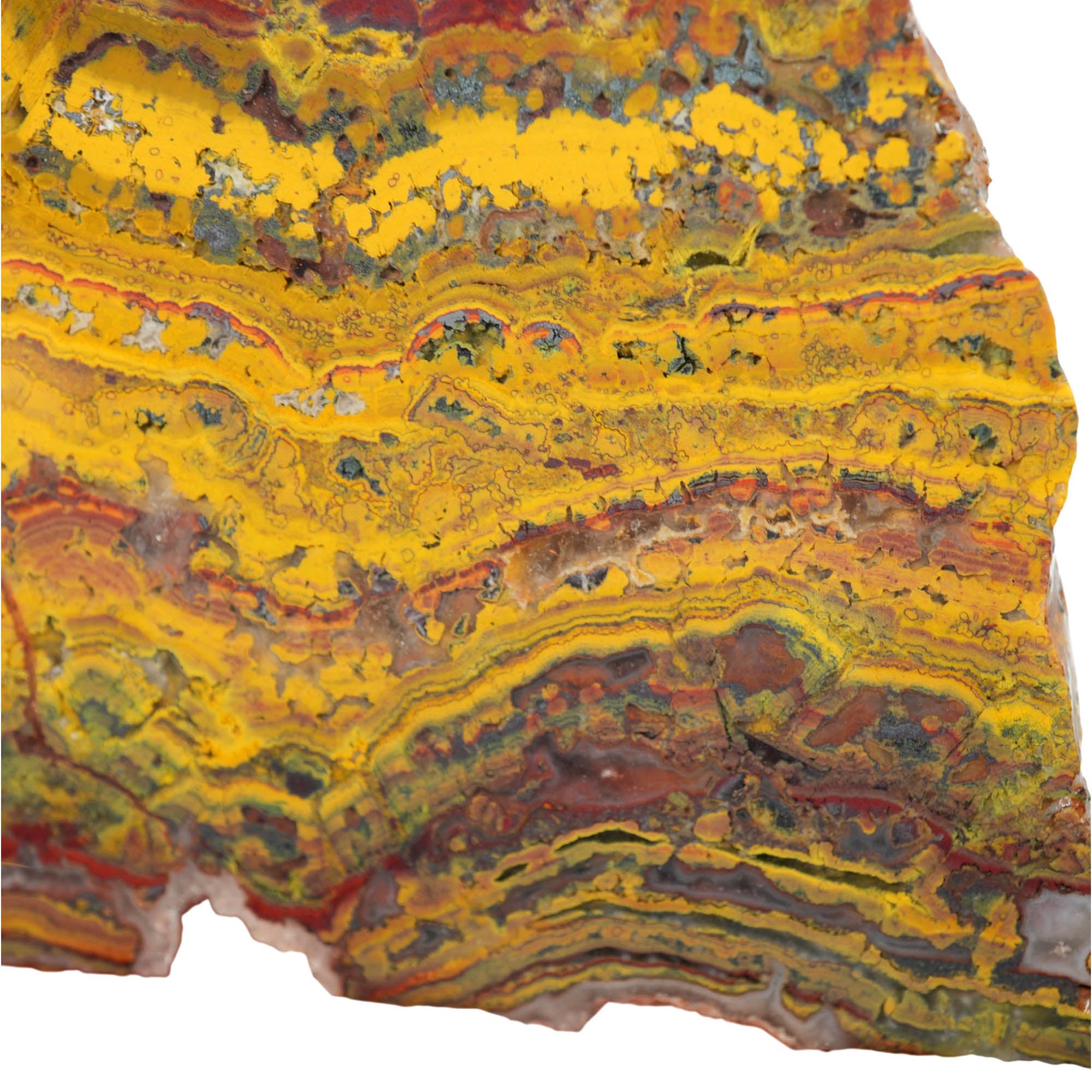 Apple Valley Jasper Slab - High-Grade Red Gold Waves Oolitic Stromatolite