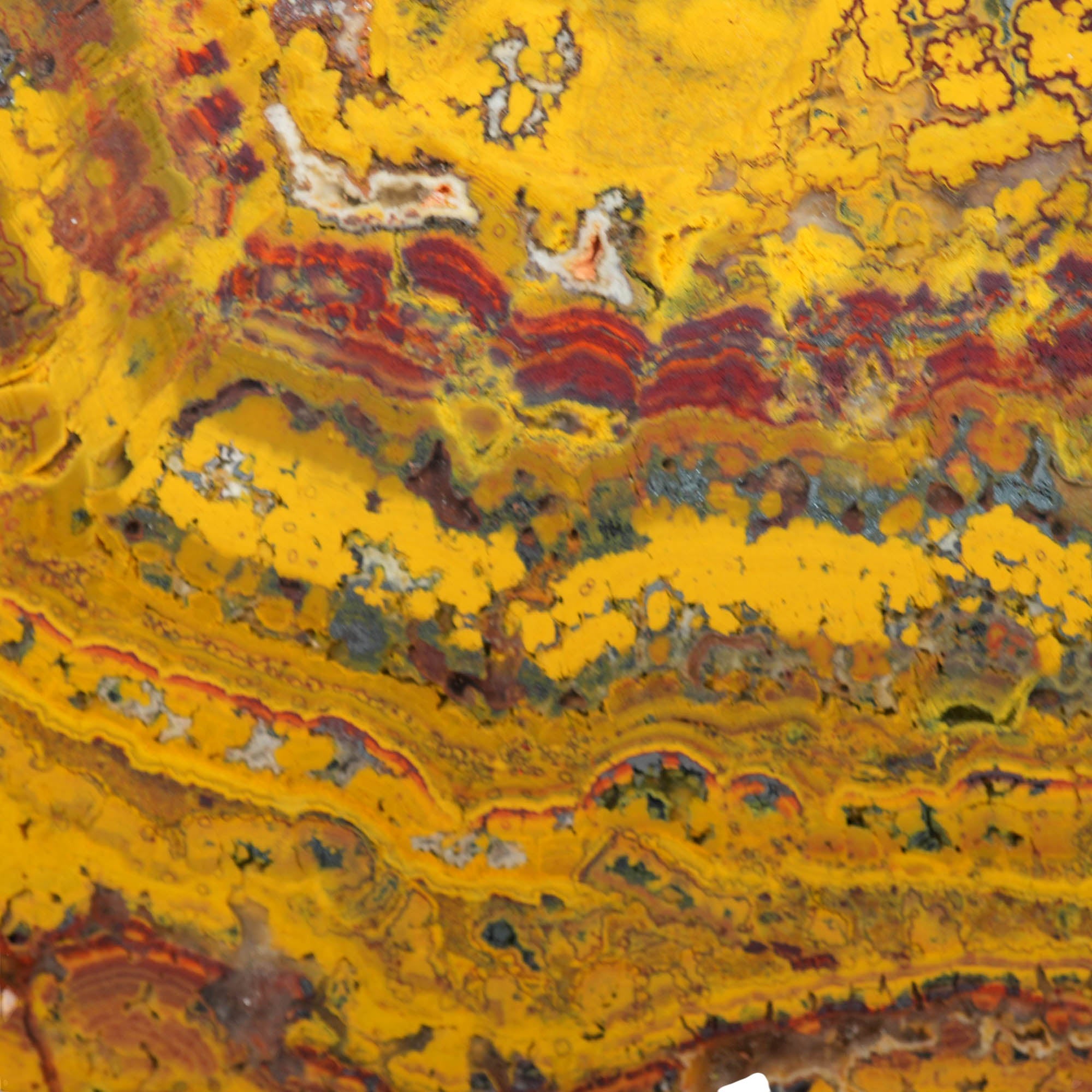 Apple Valley Jasper Slab - High-Grade Red Gold Waves Oolitic Stromatolite