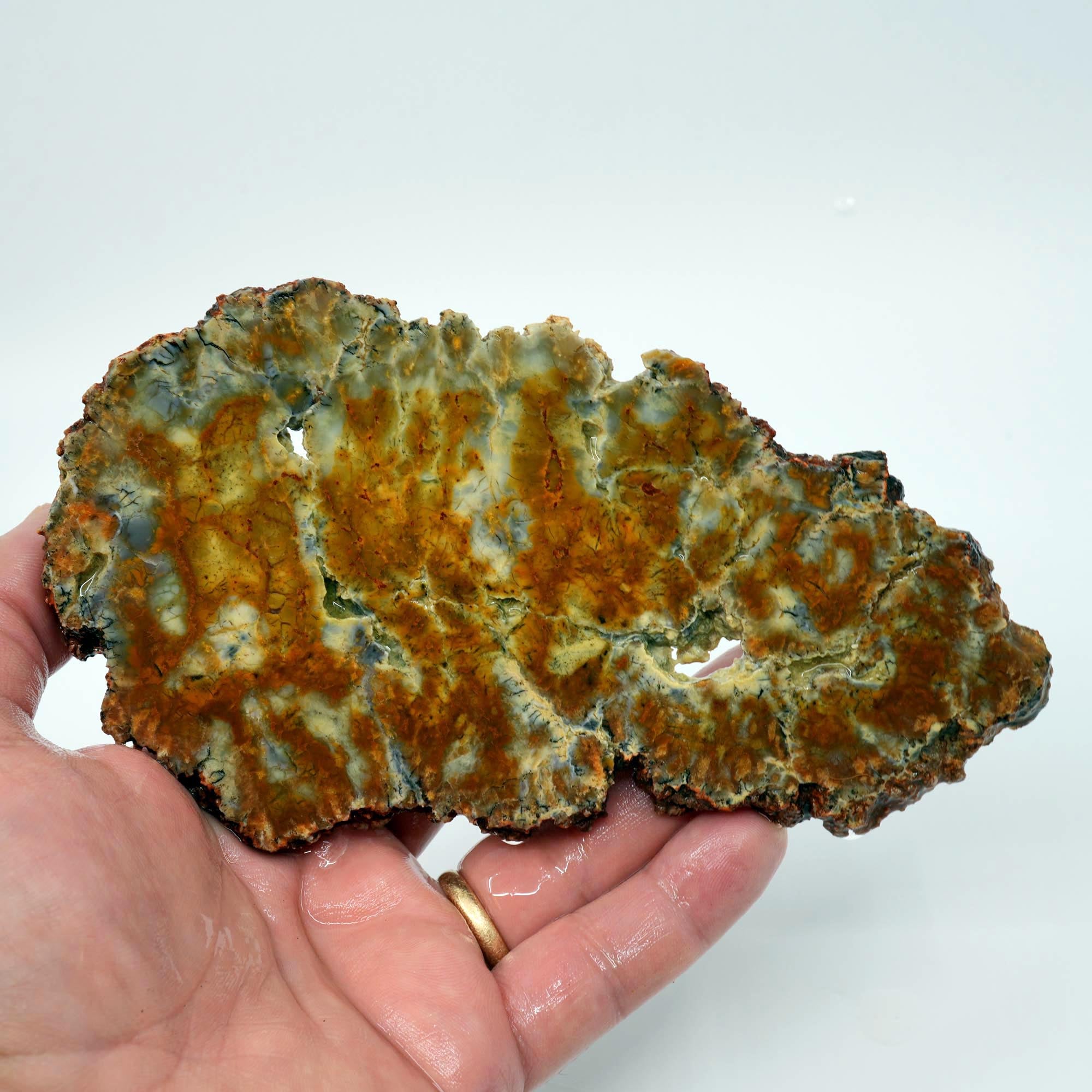Rhino Scat Coprolite Slab - Caramel Color from Kaleidoscope Mines