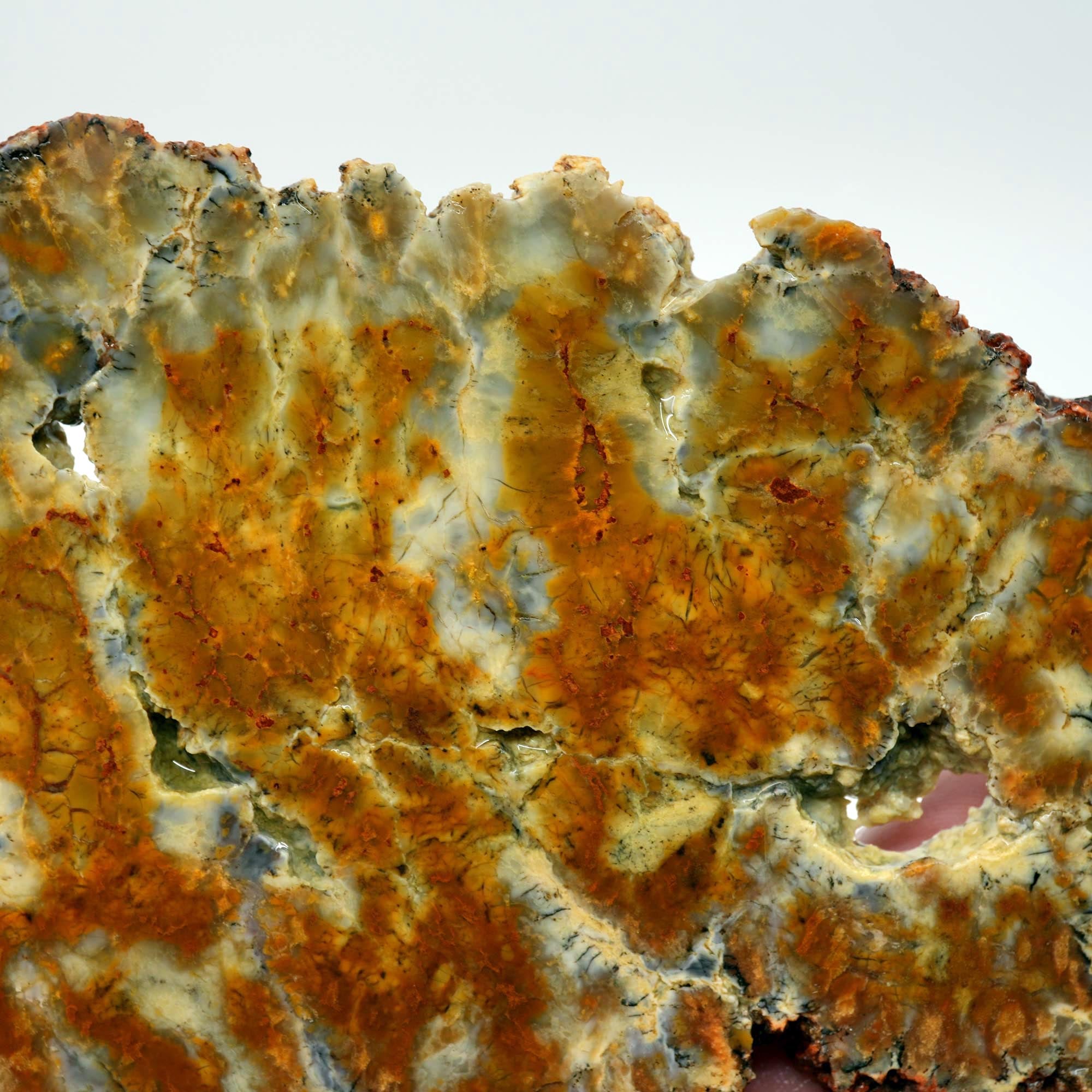 Rhino Scat Coprolite Slab - Caramel Color from Kaleidoscope Mines