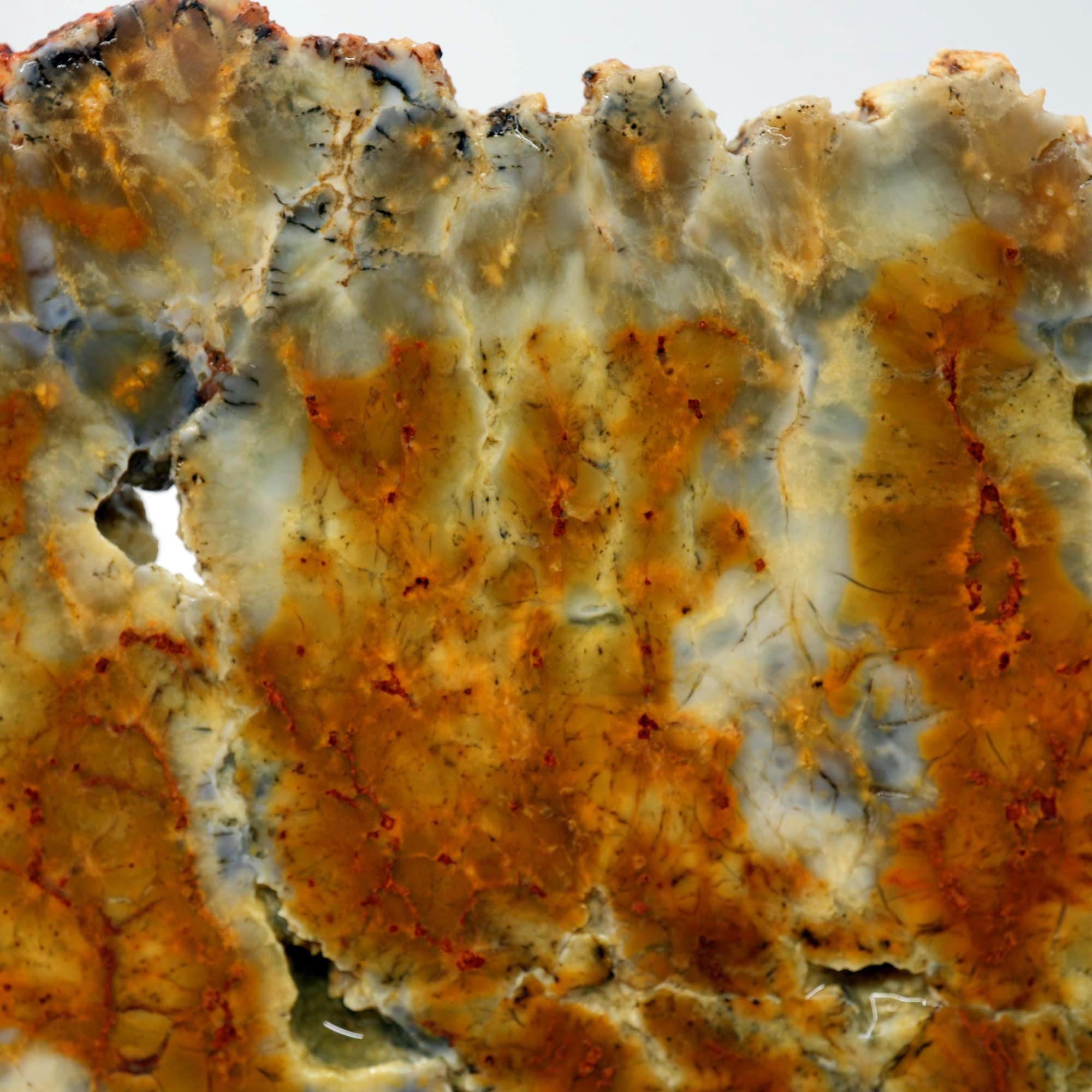 Rhino Scat Coprolite Slab - Caramel Color from Kaleidoscope Mines