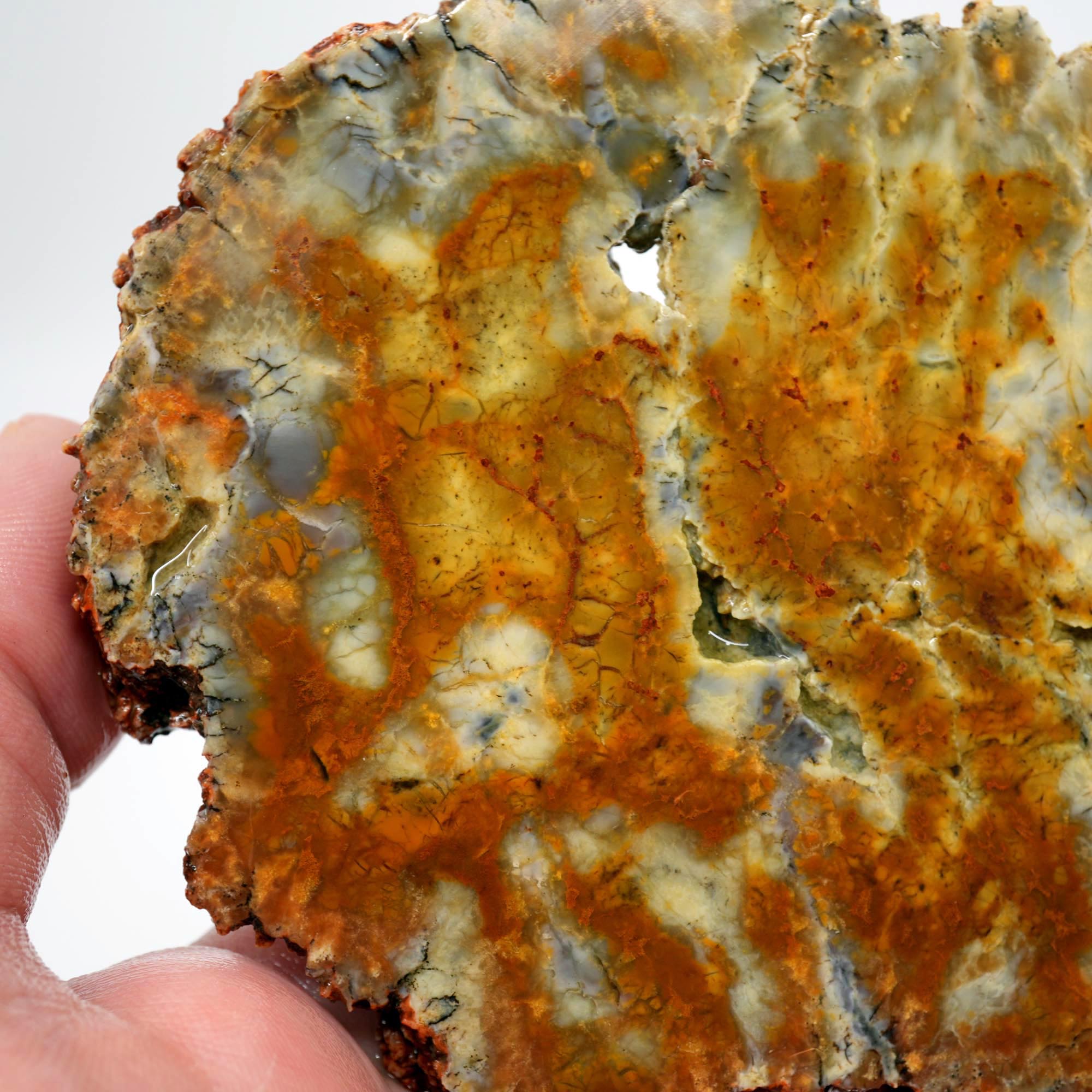 Rhino Scat Coprolite Slab - Caramel Color from Kaleidoscope Mines