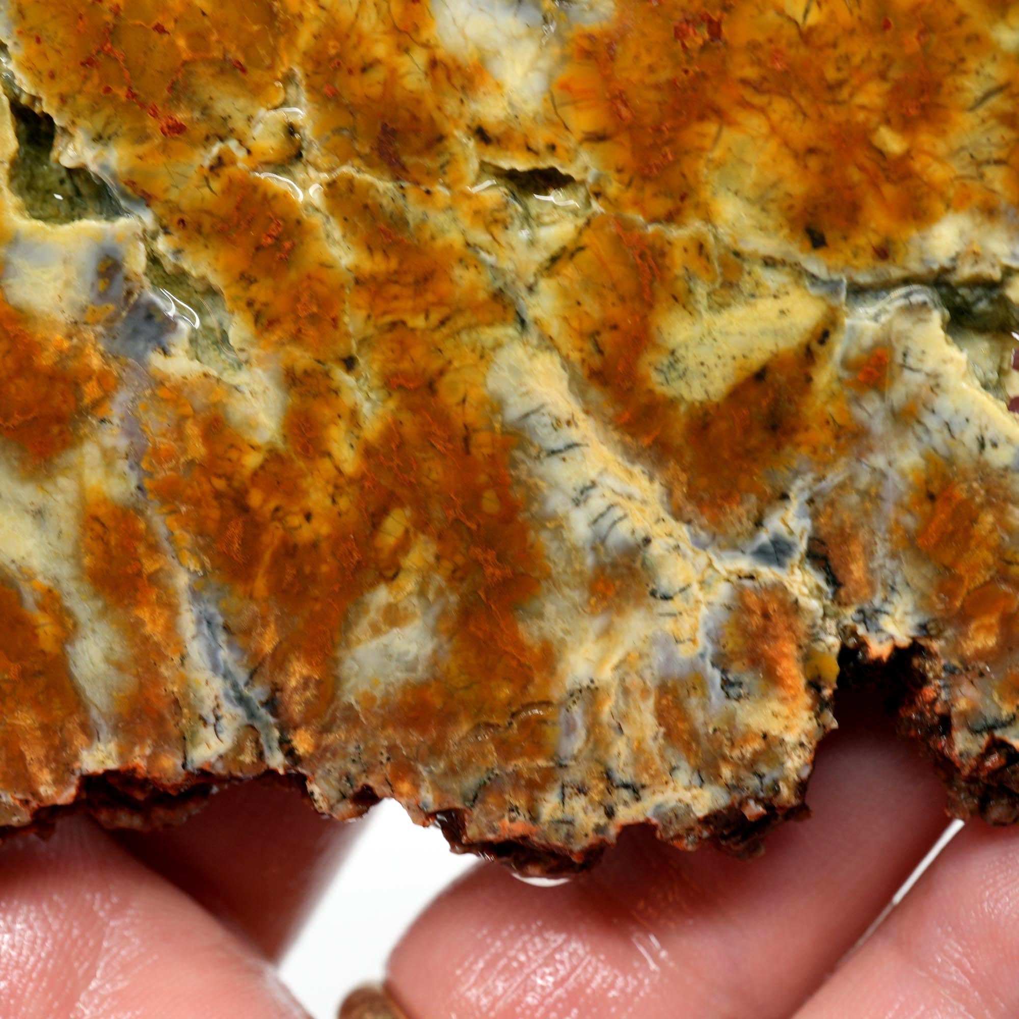 Rhino Scat Coprolite Slab - Caramel Color from Kaleidoscope Mines