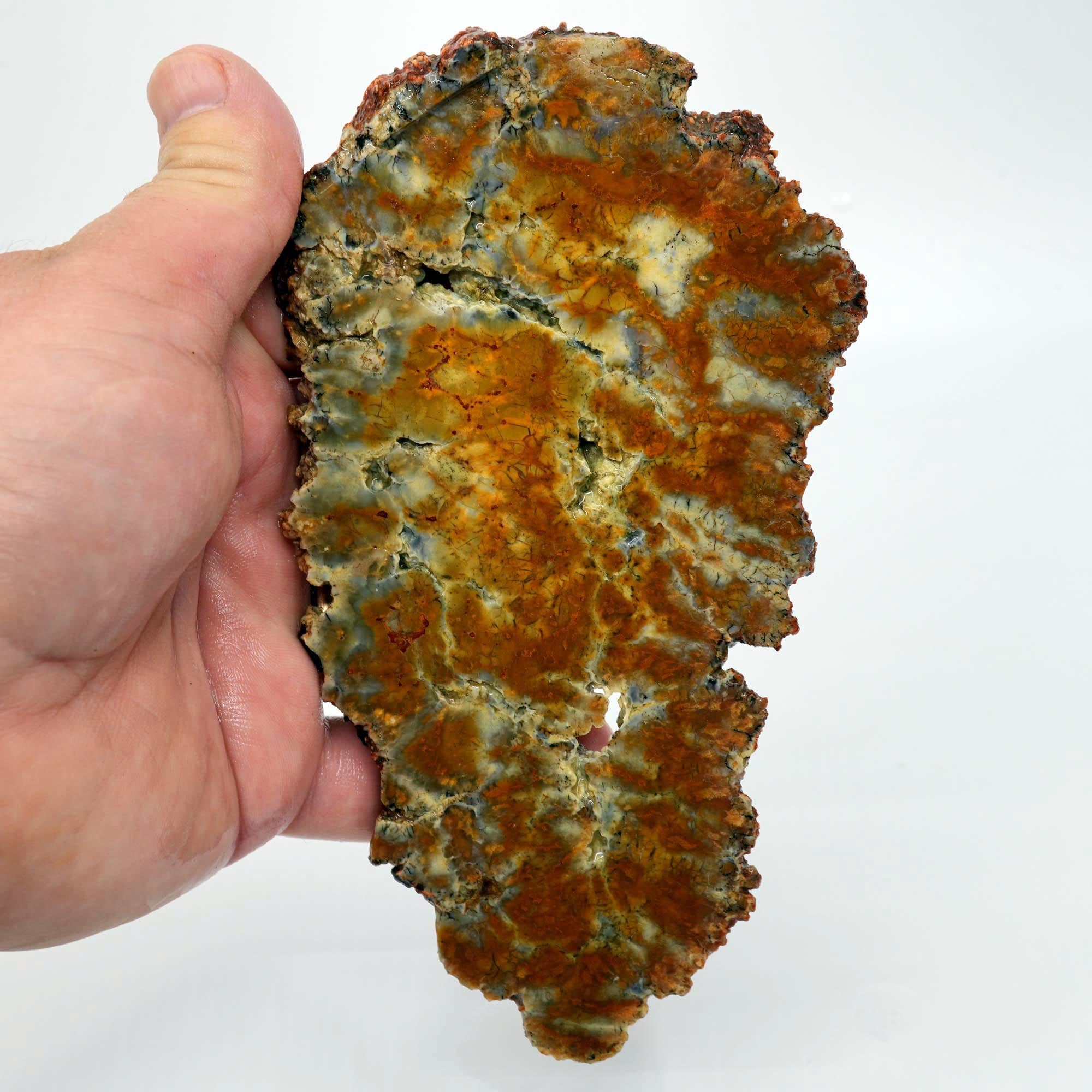 Rhino Scat Coprolite Slab - Caramel Color from Kaleidoscope Mines