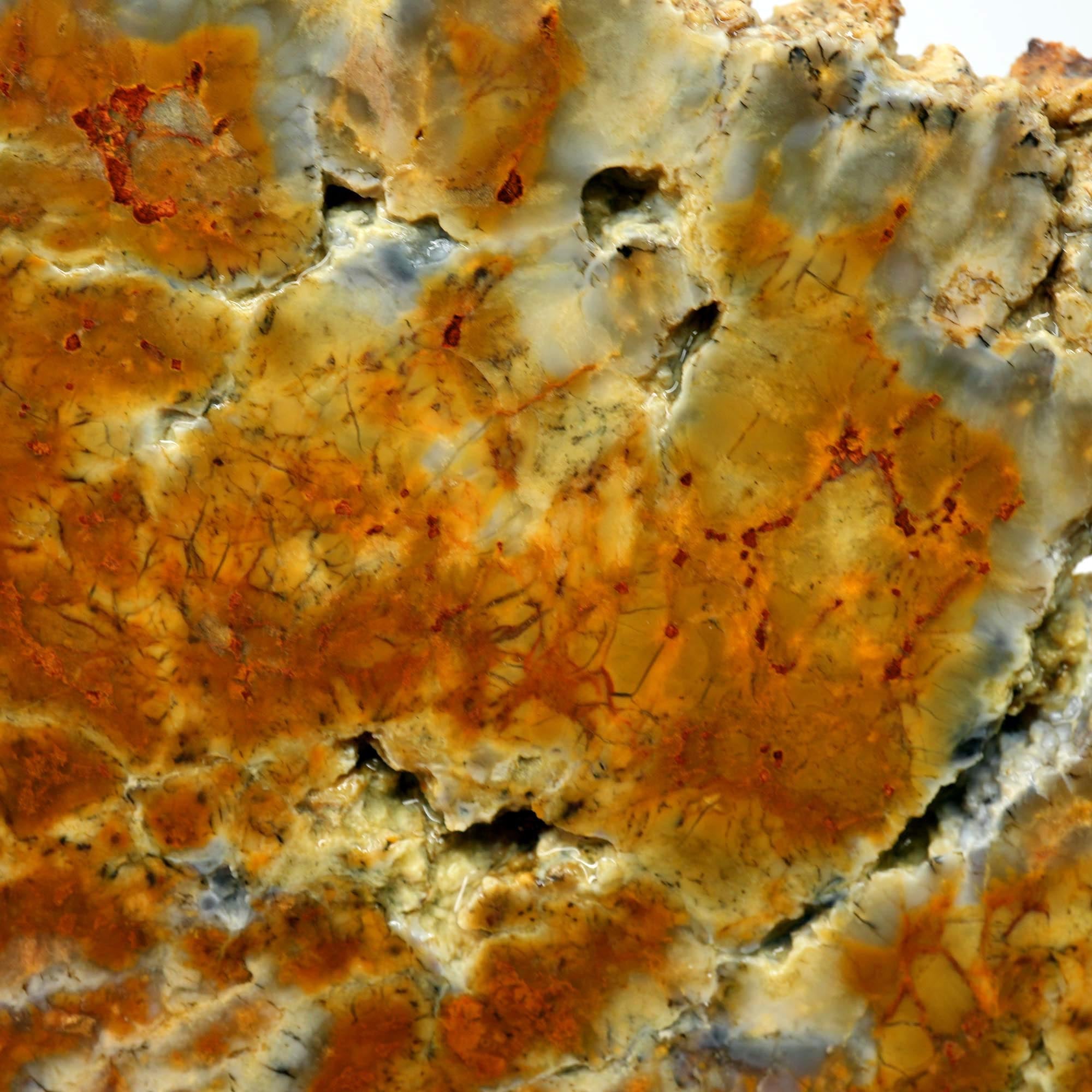 Rhino Scat Coprolite Slab - Caramel Color from Kaleidoscope Mines