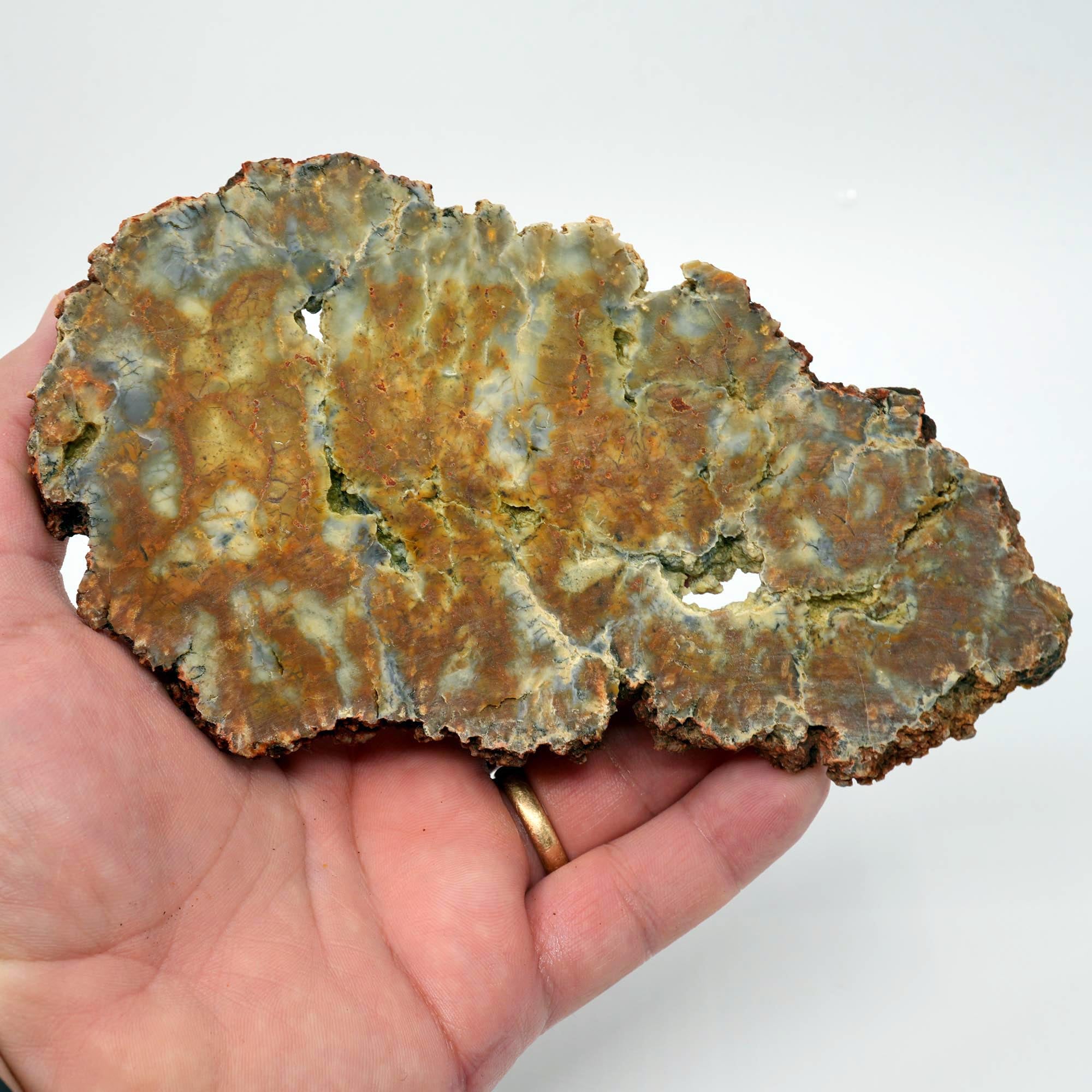 Rhino Scat Coprolite Slab - Caramel Color from Kaleidoscope Mines