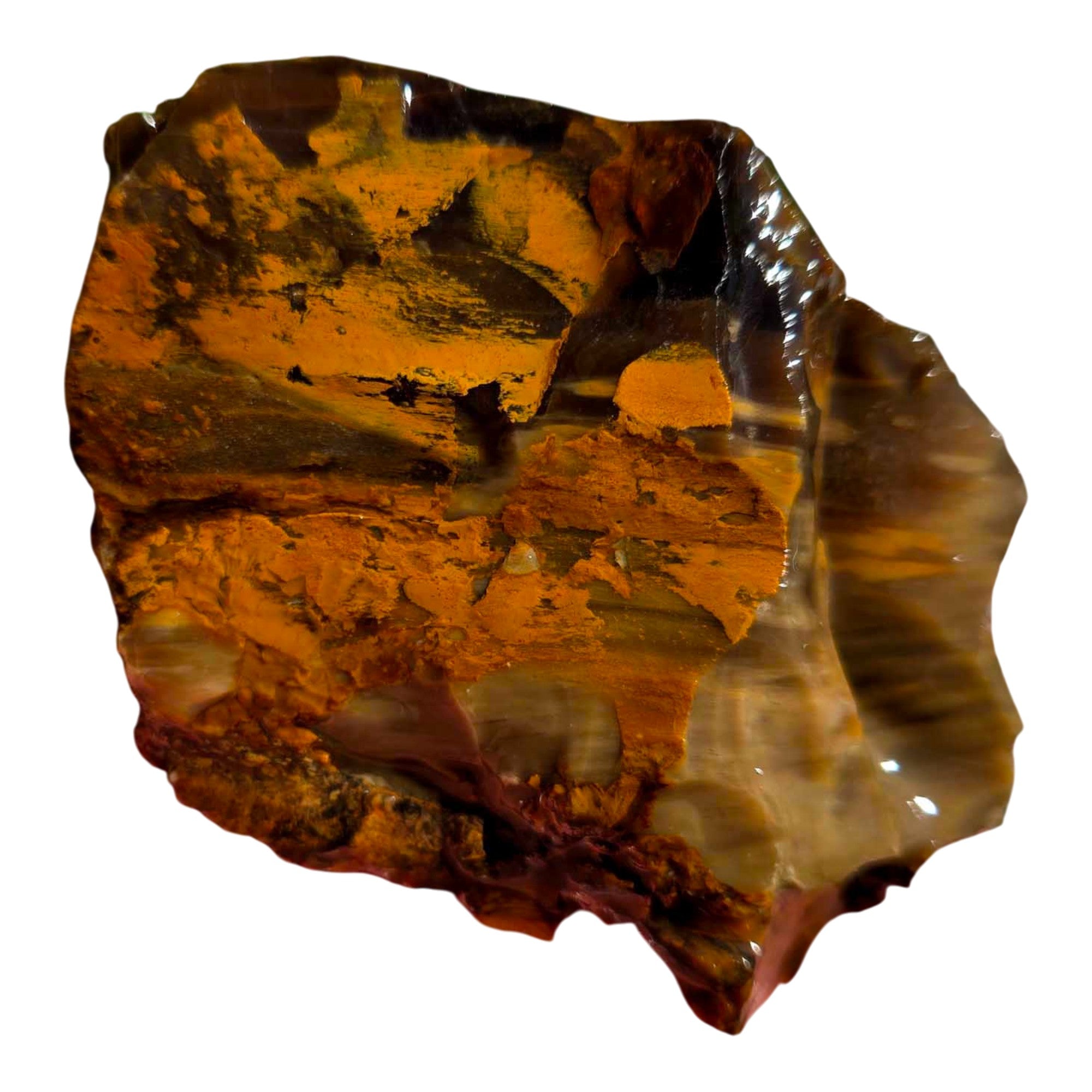 Pacific Northwest Petrified Wood Random Pull Saddle Mountain Specimen #8568411783402-4