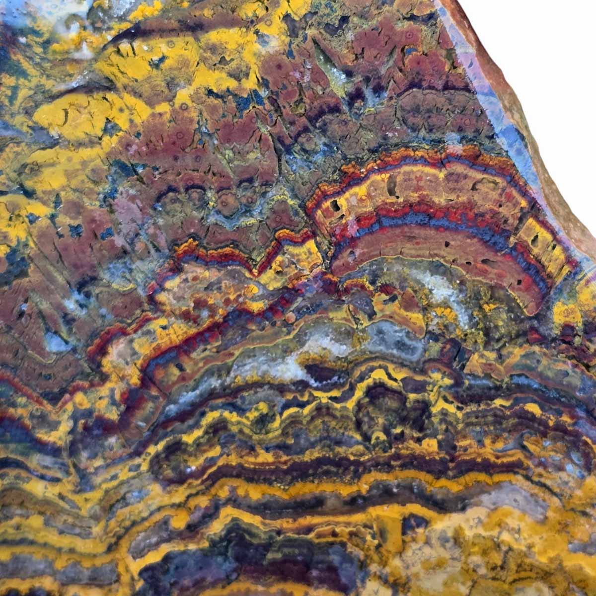 Apple Valley Jasper Slab!  Fossil Stromatolite Slab