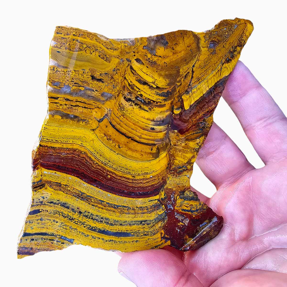 Apple Valley Jasper Slab!  Fossil Stromatolite Slab