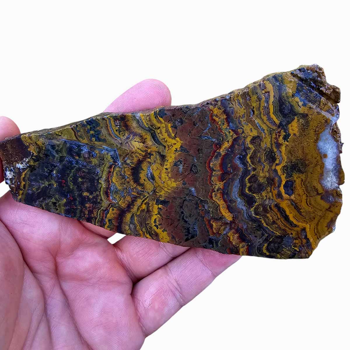 Apple Valley Jasper Slab!  Fossil Stromatolite Slab