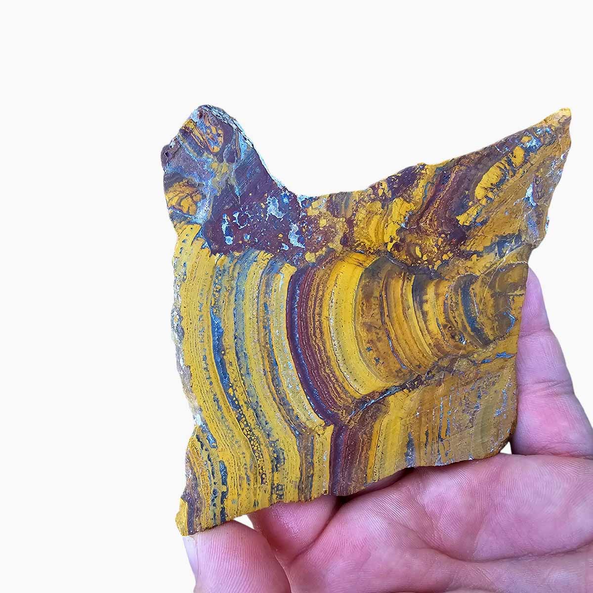 Apple Valley Jasper Slab!  Fossil Stromatolite Slab