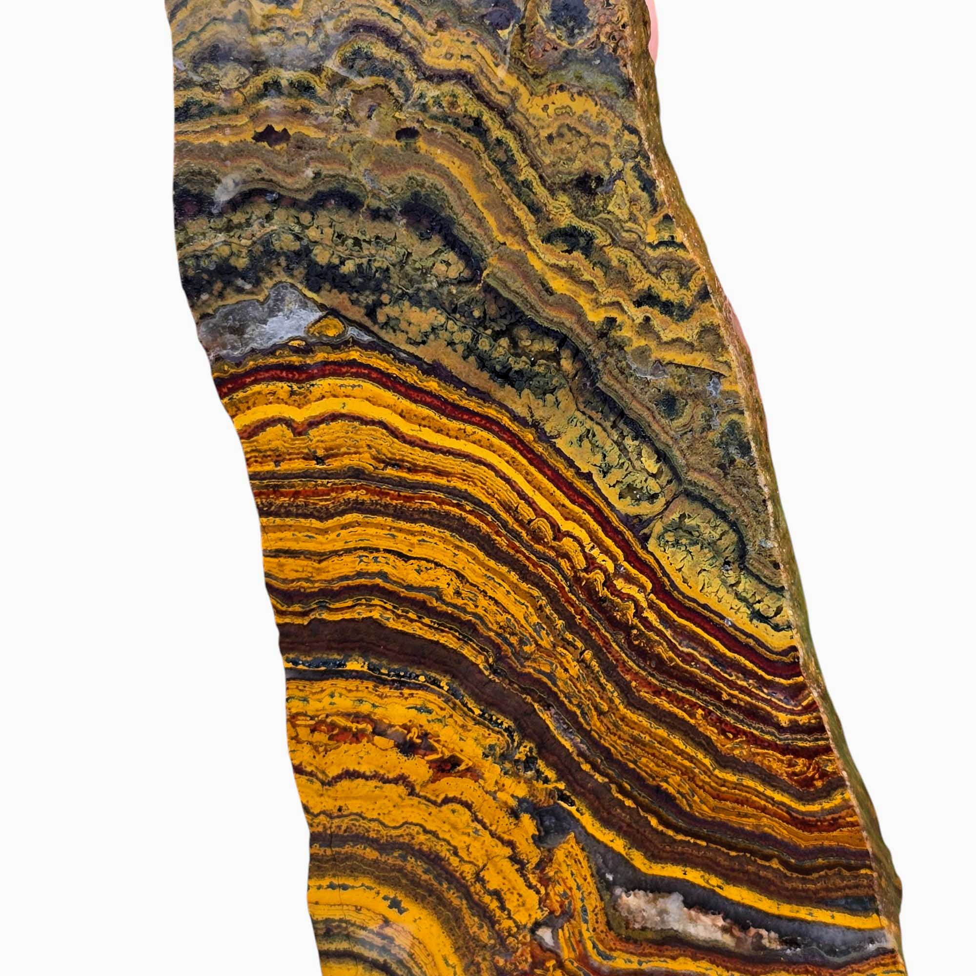 Apple Valley Jasper Slab Fossil Stromatolite Lapidary Stone Slice Cut Rock