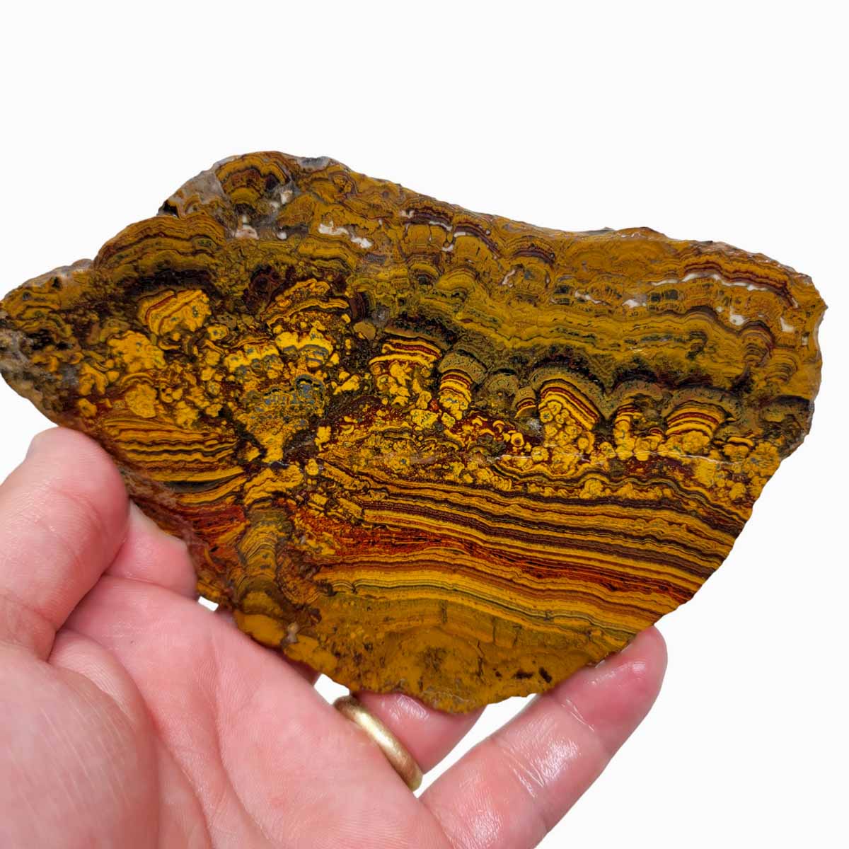 Apple Valley Jasper Slab!  Fossil Stromatolite Slab!