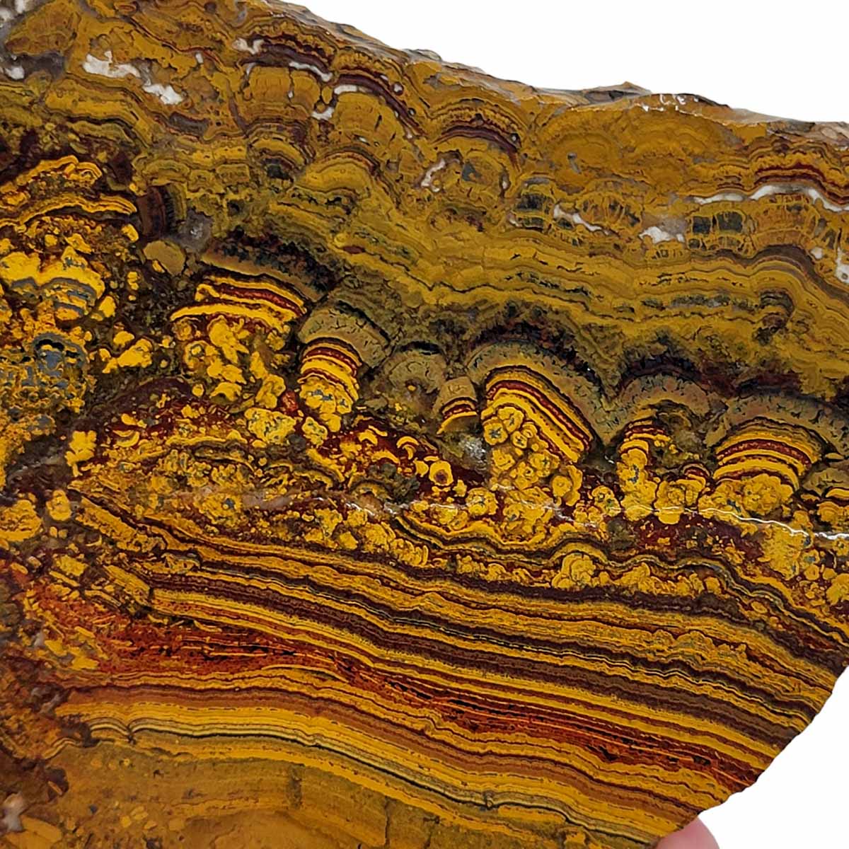 Apple Valley Jasper Slab!  Fossil Stromatolite Slab!