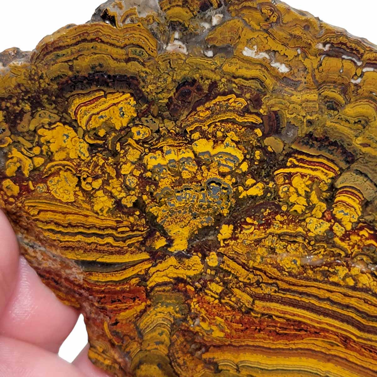 Apple Valley Jasper Slab!  Fossil Stromatolite Slab!