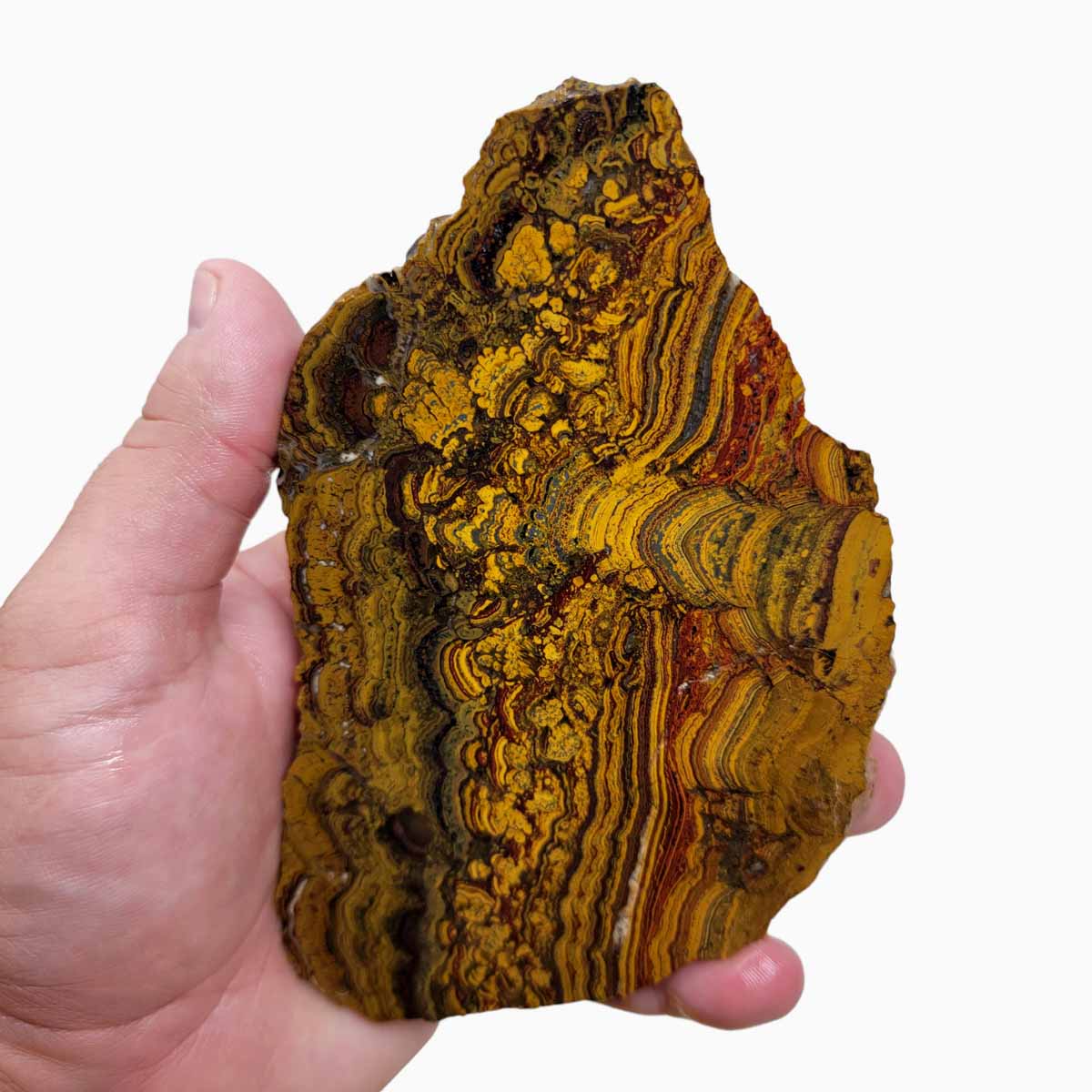 Apple Valley Jasper Slab!  Fossil Stromatolite Slab!