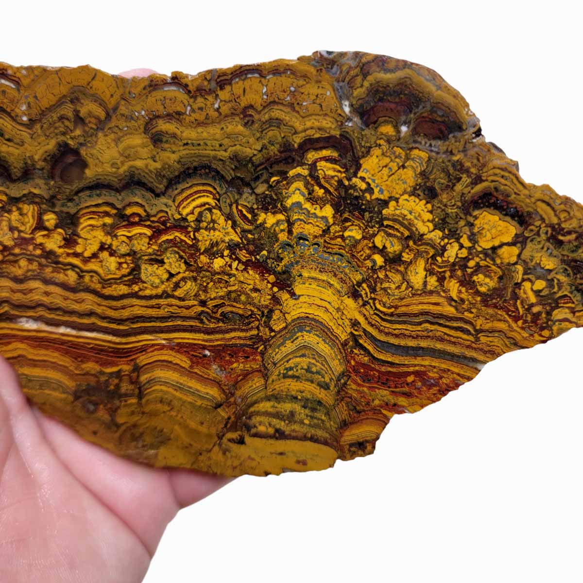 Apple Valley Jasper Slab!  Fossil Stromatolite Slab!