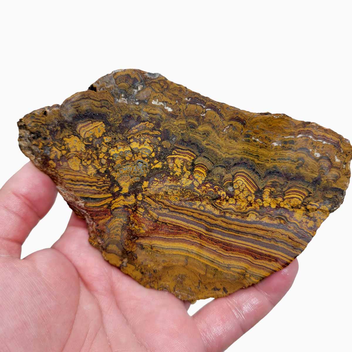 Apple Valley Jasper Slab!  Fossil Stromatolite Slab!