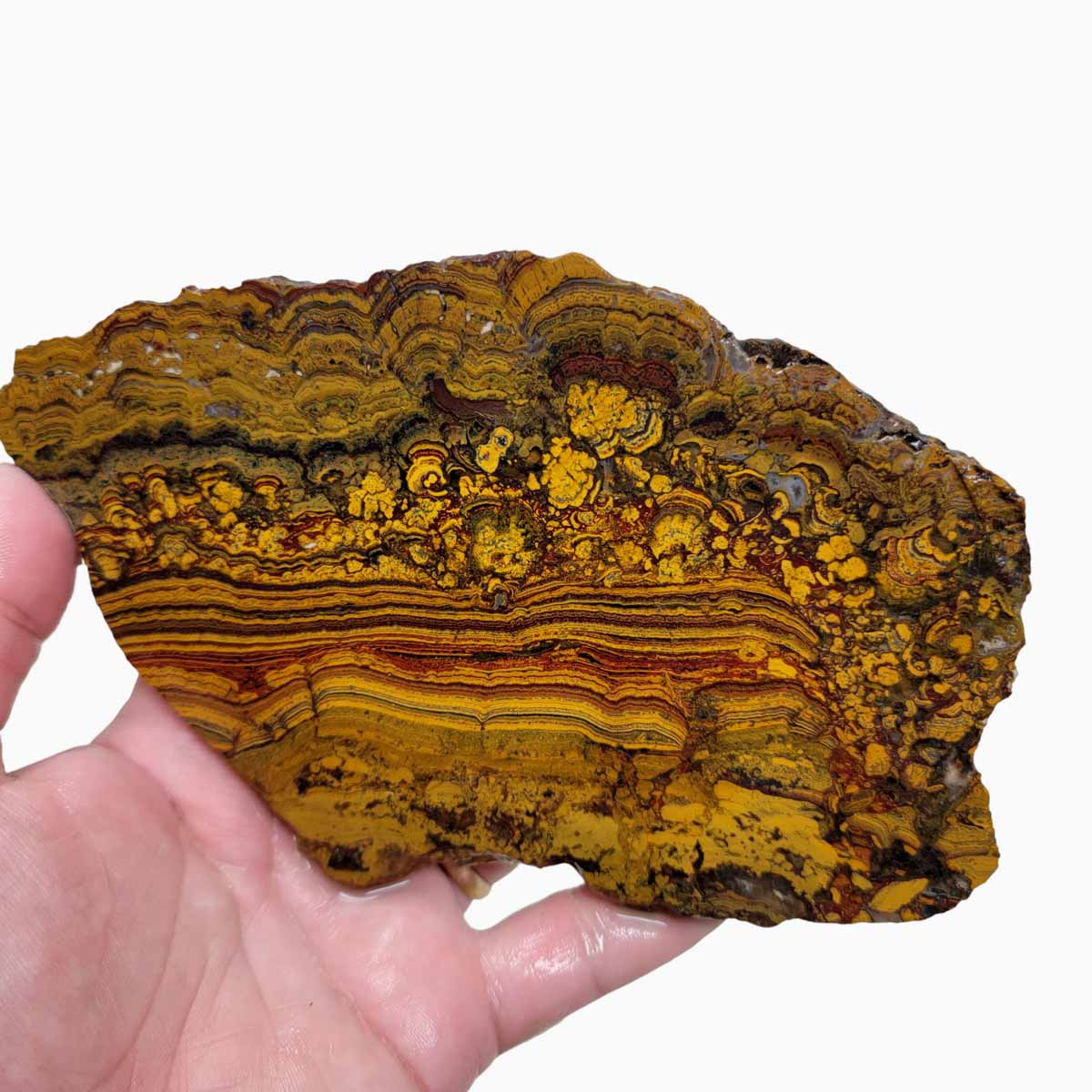 Apple Valley Jasper Slab!  Fossil Stromatolite Slab!
