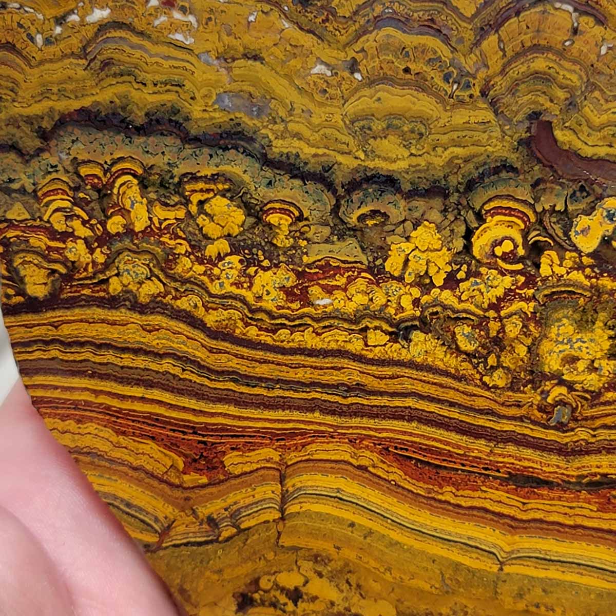 Apple Valley Jasper Slab!  Fossil Stromatolite Slab!