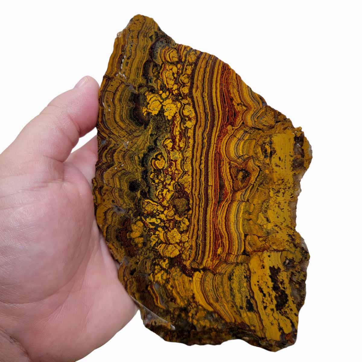 Apple Valley Jasper Slab!  Fossil Stromatolite Slab!