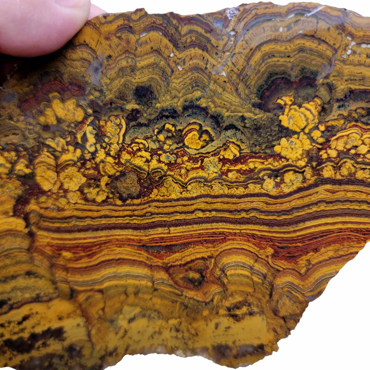 Apple Valley Jasper Slab!  Fossil Stromatolite Slab!