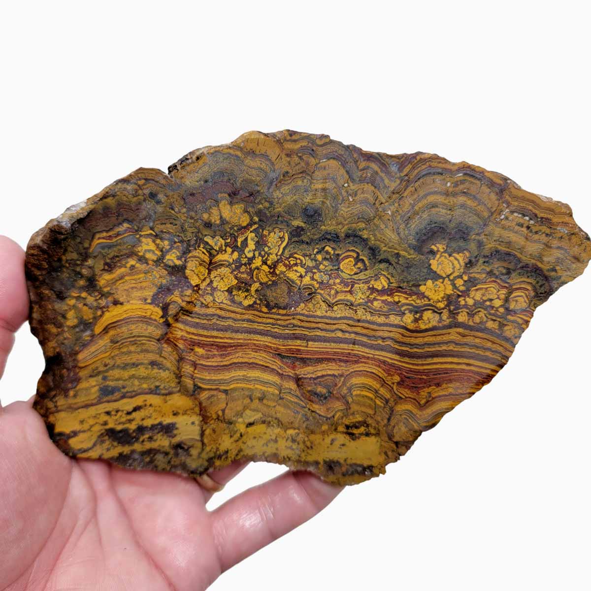 Apple Valley Jasper Slab!  Fossil Stromatolite Slab!