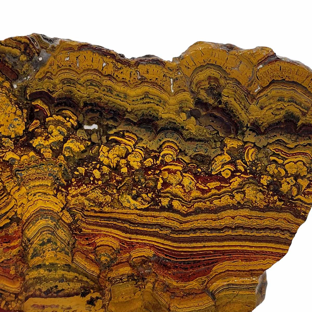 Apple Valley Jasper Slab!  Fossil Stromatolite Slab!