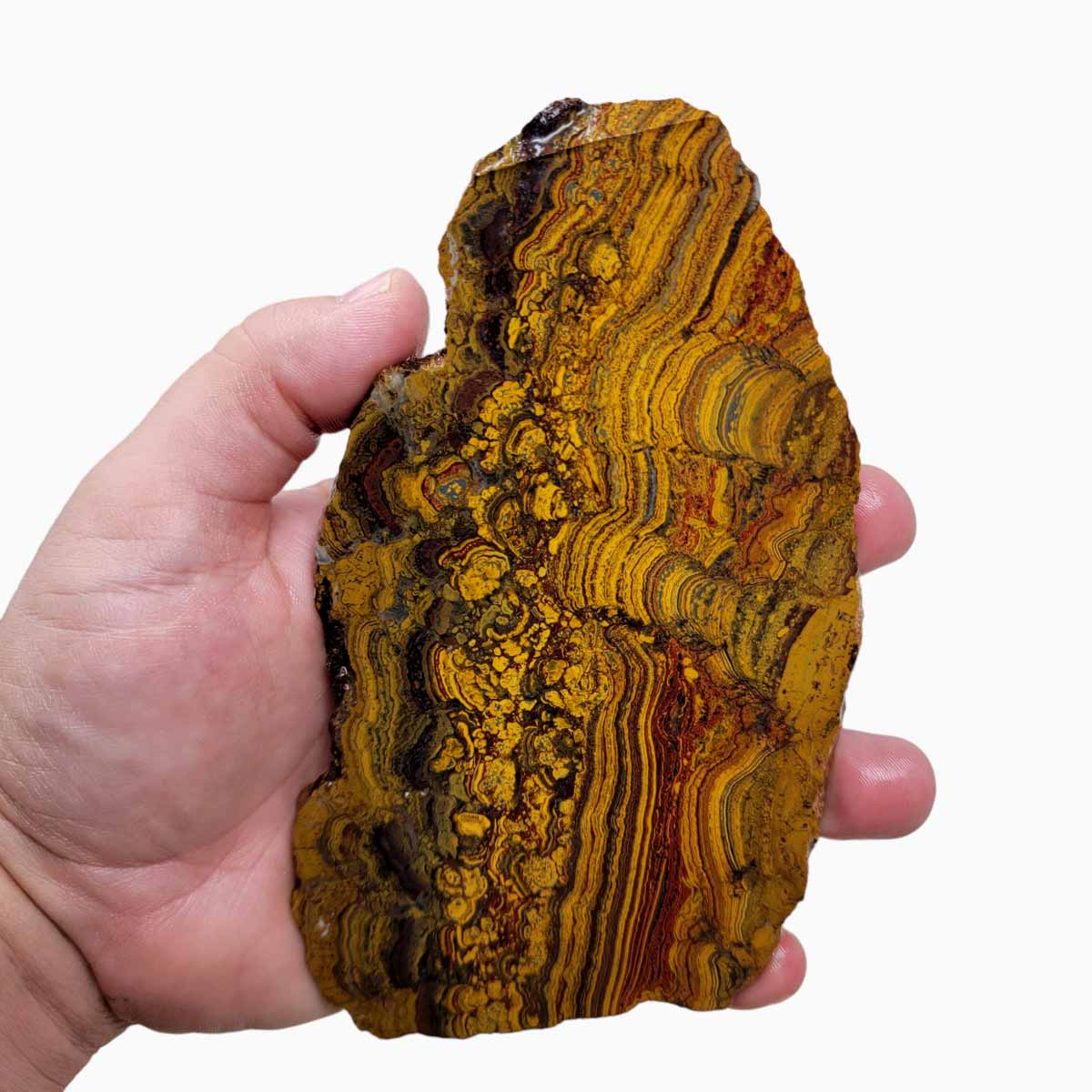 Apple Valley Jasper Slab!  Fossil Stromatolite Slab!