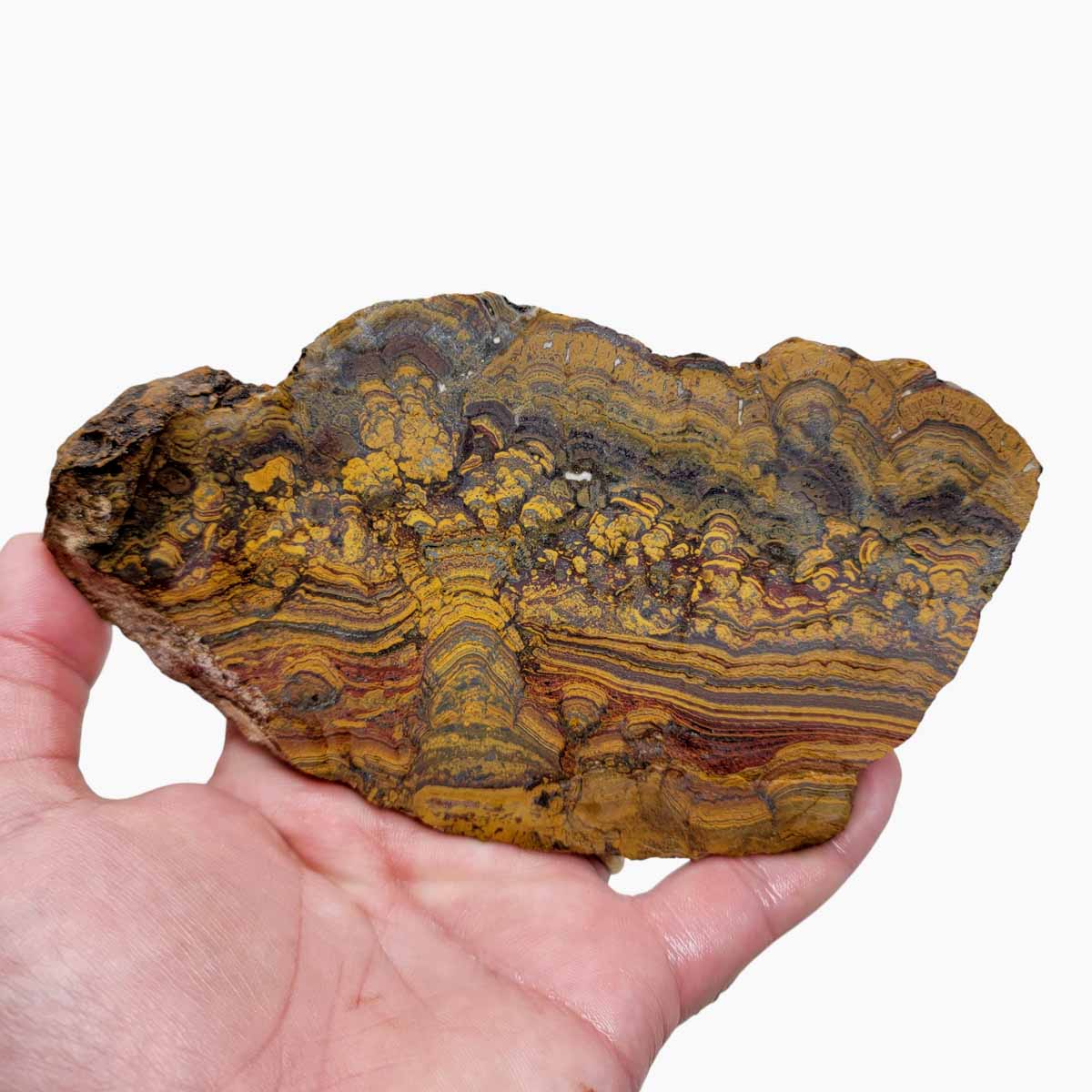 Apple Valley Jasper Slab!  Fossil Stromatolite Slab!