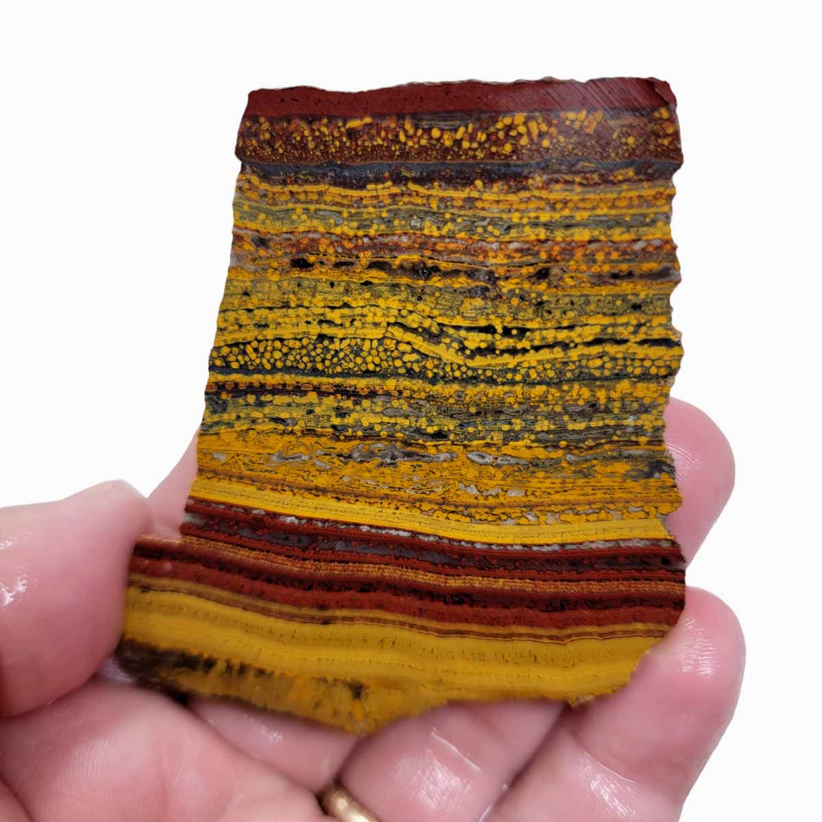 Apple Valley Jasper Slab!  Fossil Stromatolite Slab!