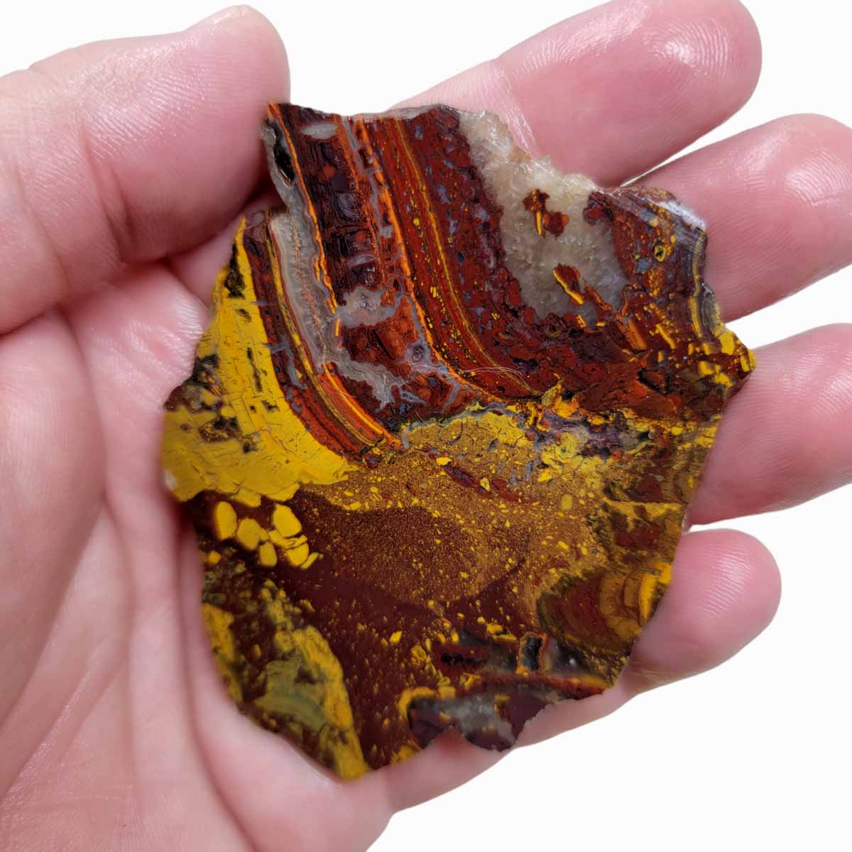 Apple Valley Jasper Slab!  Fossil Stromatolite Slab!