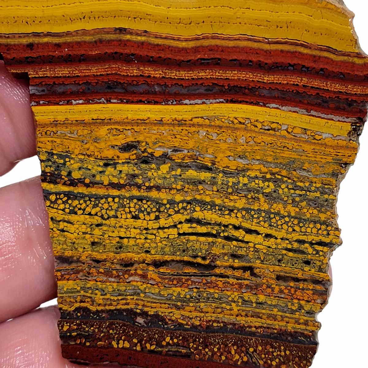 Apple Valley Jasper Slab!  Fossil Stromatolite Slab!