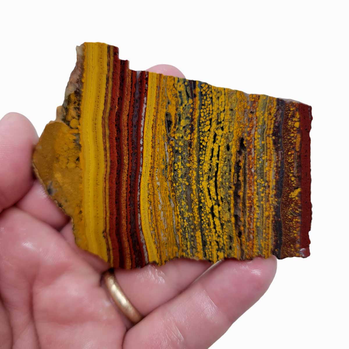 Apple Valley Jasper Slab!  Fossil Stromatolite Slab!