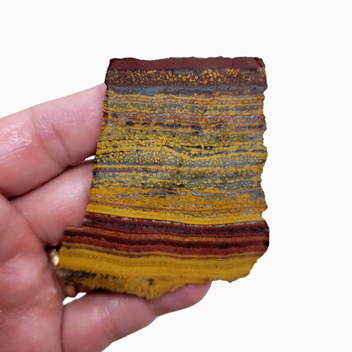 Apple Valley Jasper Slab!  Fossil Stromatolite Slab!