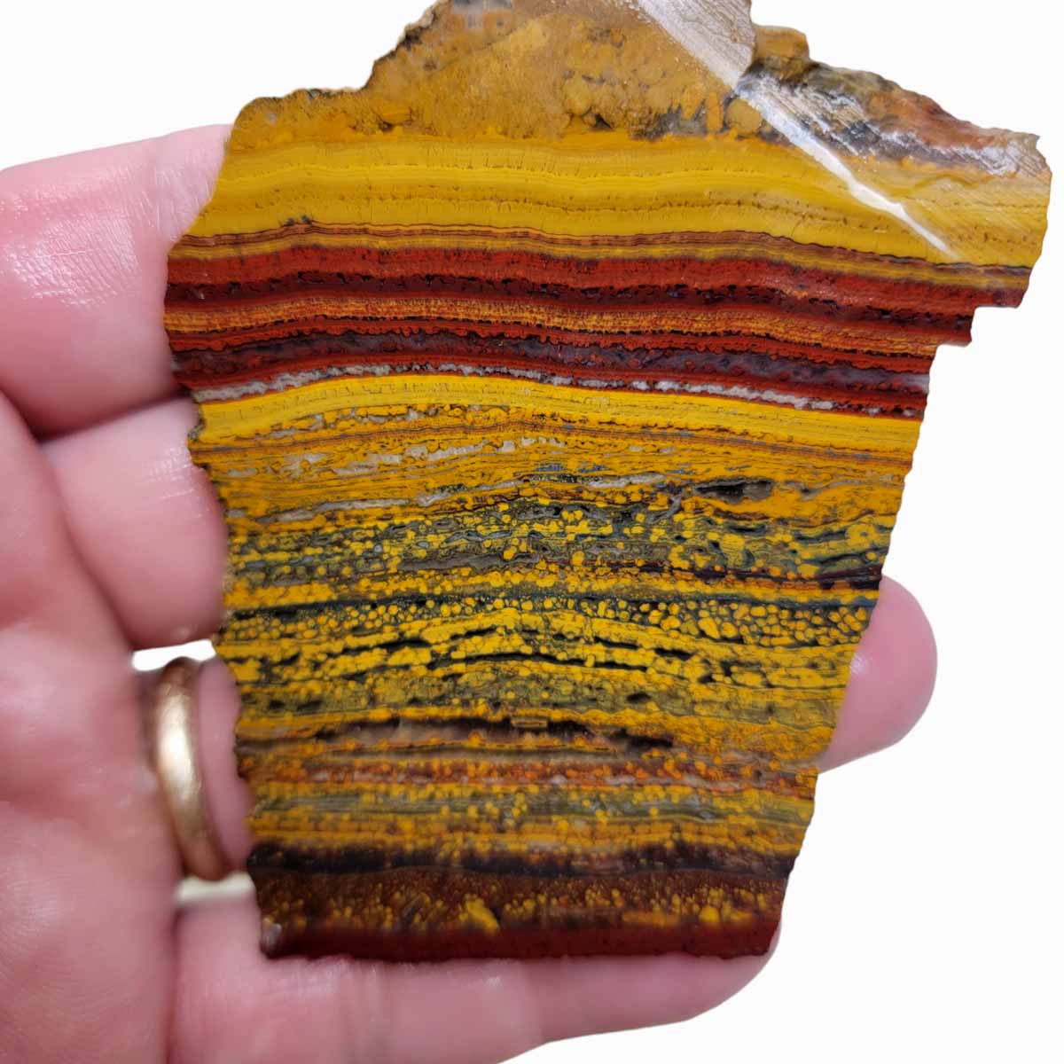 Apple Valley Jasper Slab!  Fossil Stromatolite Slab!