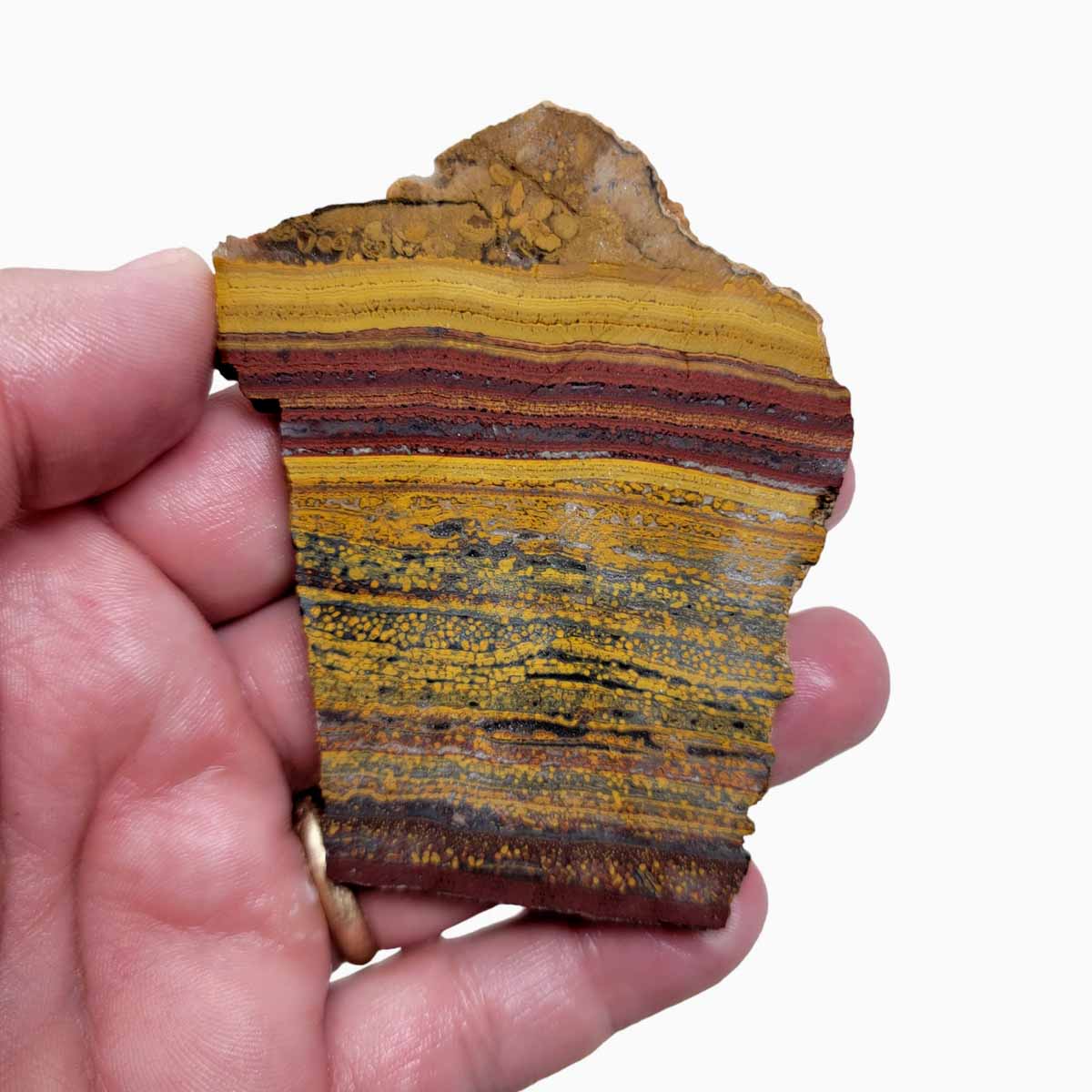 Apple Valley Jasper Slab!  Fossil Stromatolite Slab!